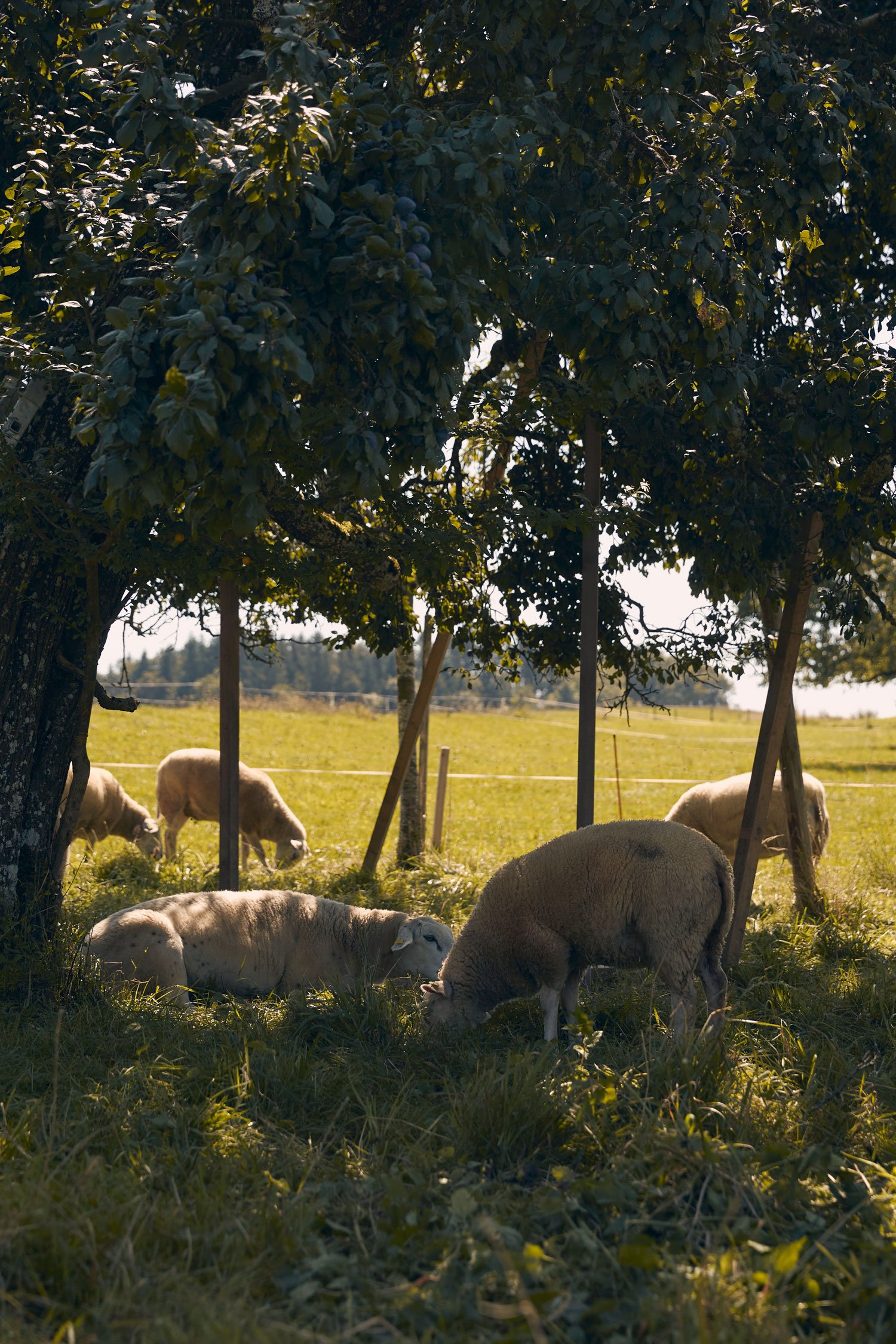 Der Einfluss der Lederindustrie auf die Landwirtschaft