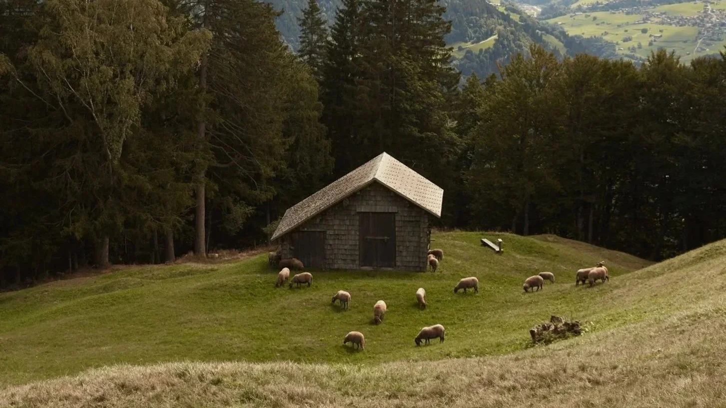 Weidehaltung auf einem Schweizer Biohof – Ausgangspunkt für pflanzlich gegerbtes Leder von CORII.