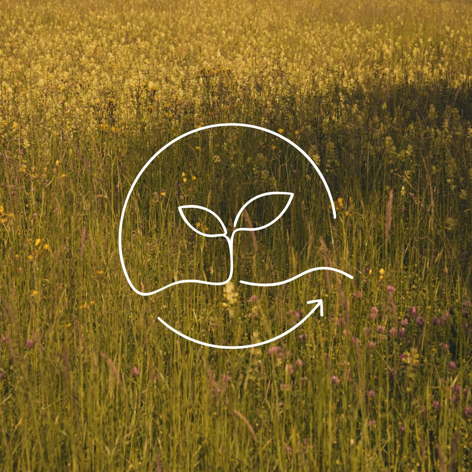 regenerative Landwirtschaft | regenerative leather | regenerativ Leder