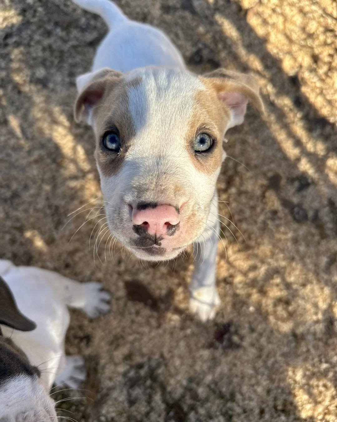 Meet our last puppy, sweet Simba! Let us know if you are interested in taking him home❤️