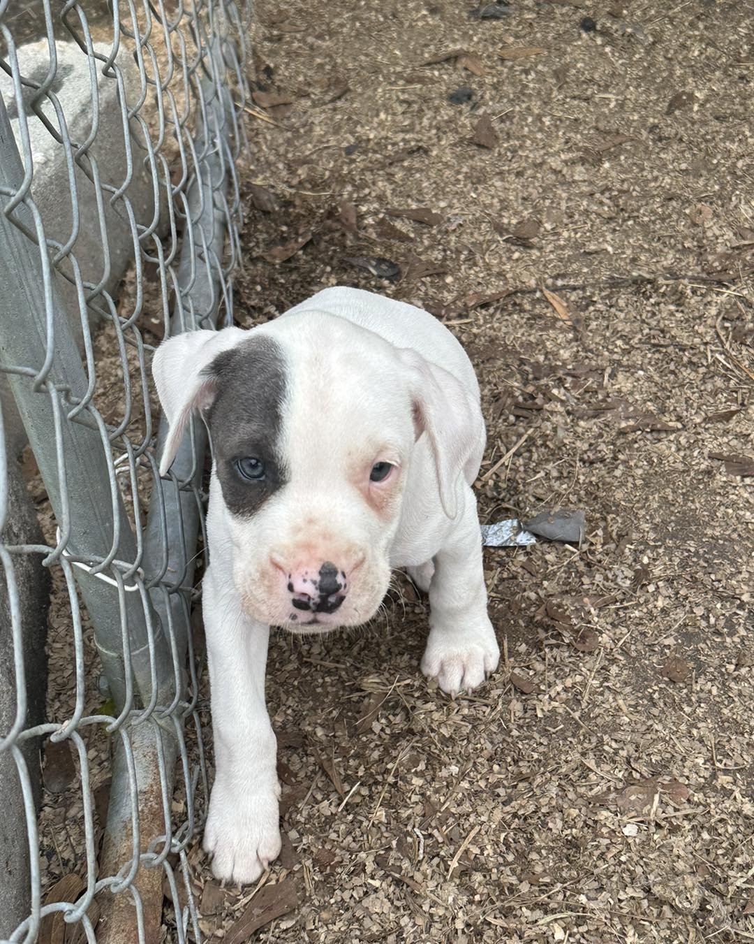 Five puppies have been picked up, four puppies are left at Blue Sky Acres and these three are still looking for a family! Message us for details, they have quite the personalities!