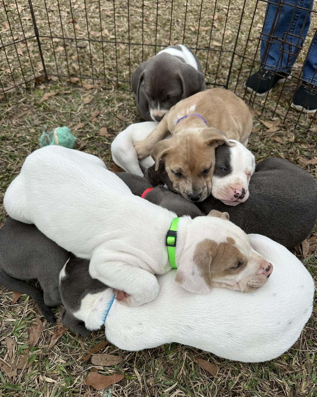 There&rsquo;s nothing like a pile of sleepy puppies!! We still have a couple of puppies available so please message us if you&rsquo;re interested!