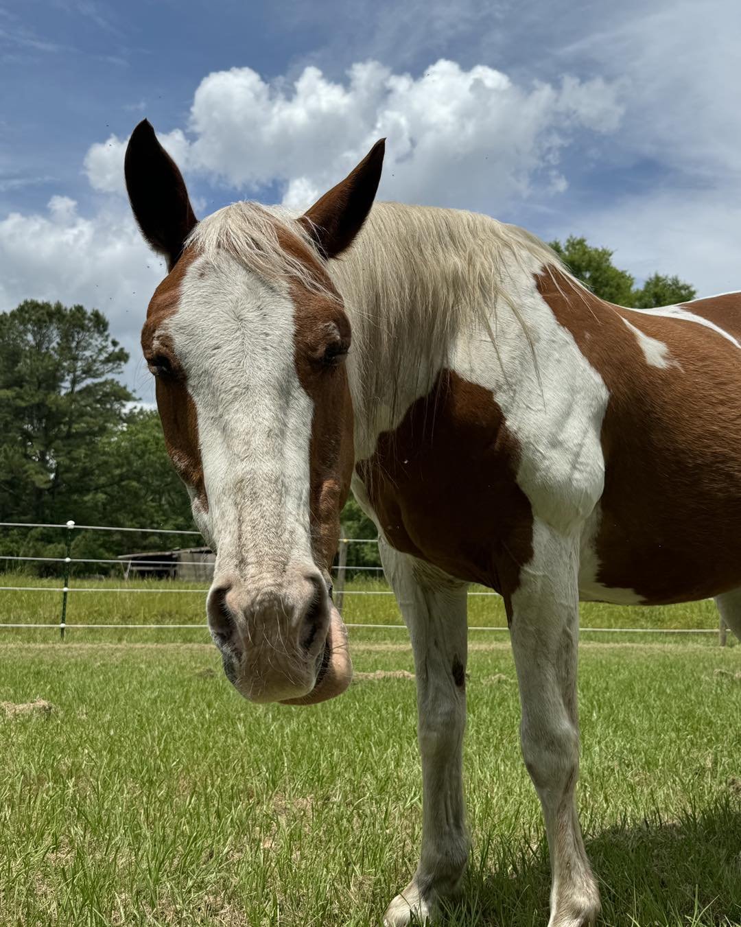 We want to take a minute to welcome Banjo and Riley to Blue Sky Acres! After 3 years in existence and 1 year at this property, we are so excited to finally have horses onsite. They are now in their evaluation period and are getting settled in. We are