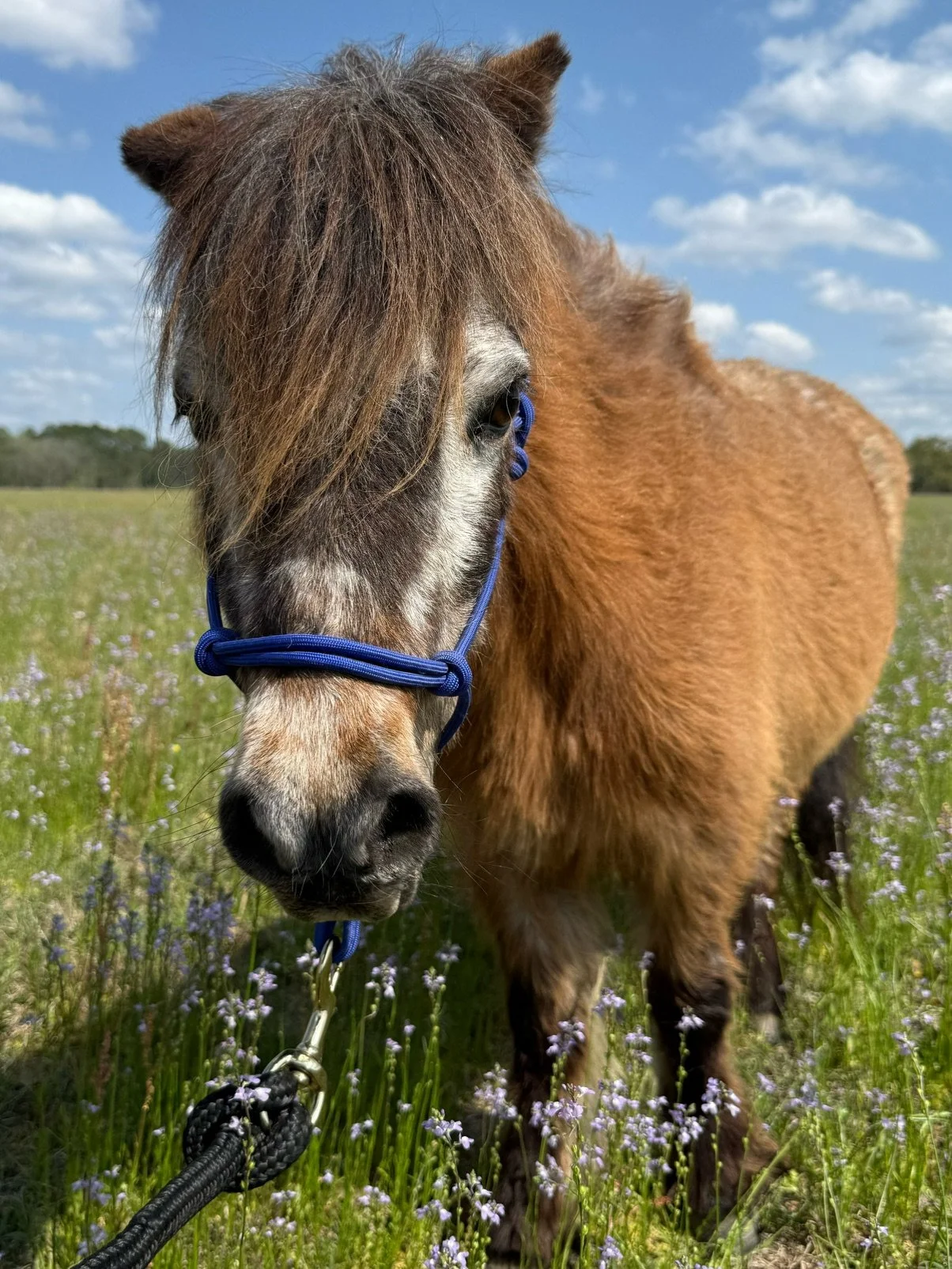 Close-up of a small brown and white horse with a messy blond mane standing in a grassy field under a blue sky with scattered clouds.