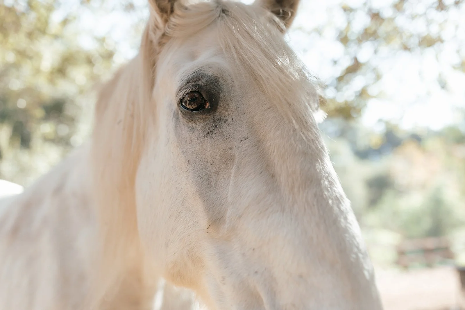 Practitioner Training 