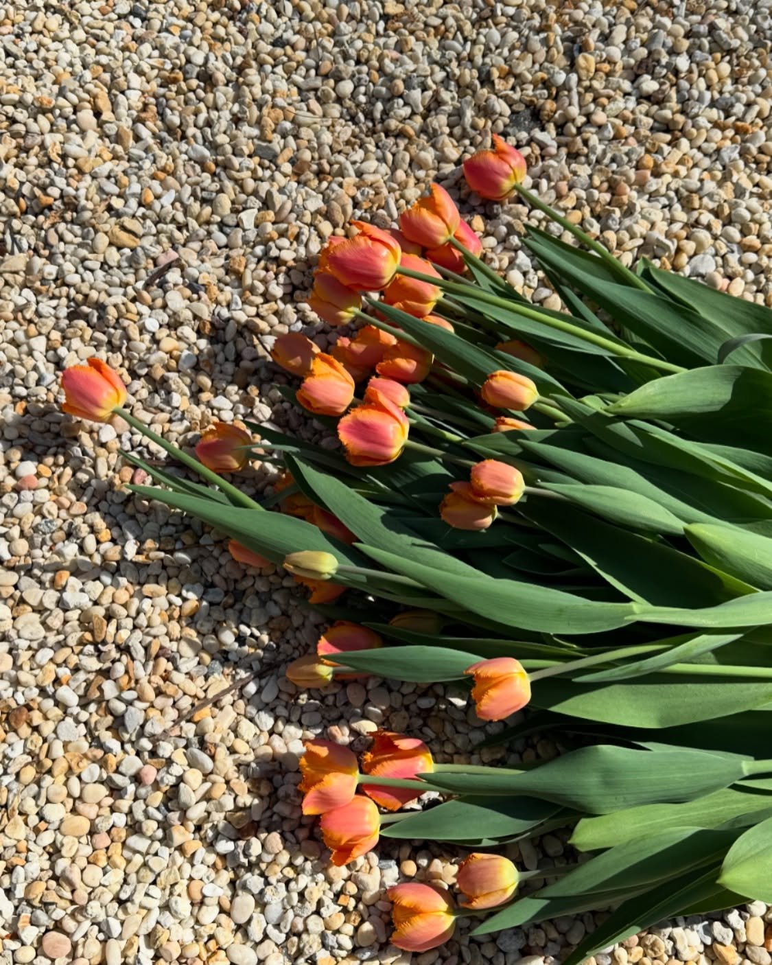 Peak tulip season is now &mdash; the beds are bursting and the mornings are full of color (and caffeine). 💥 It&rsquo;s been a wild ride learning as we go, harvesting at sunrise, packing bunches with Olivier in a frenzy before our workdays begin. 

N