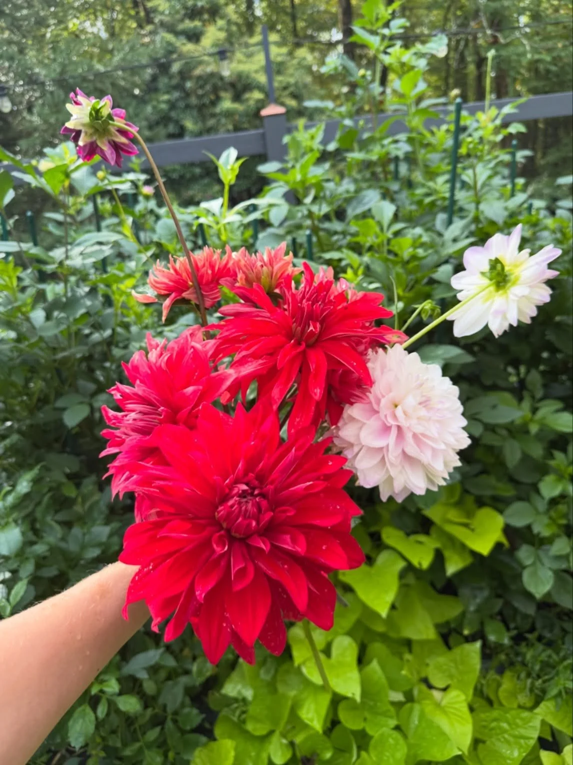 Fridays deserve flowers ❤️ #dahlias
