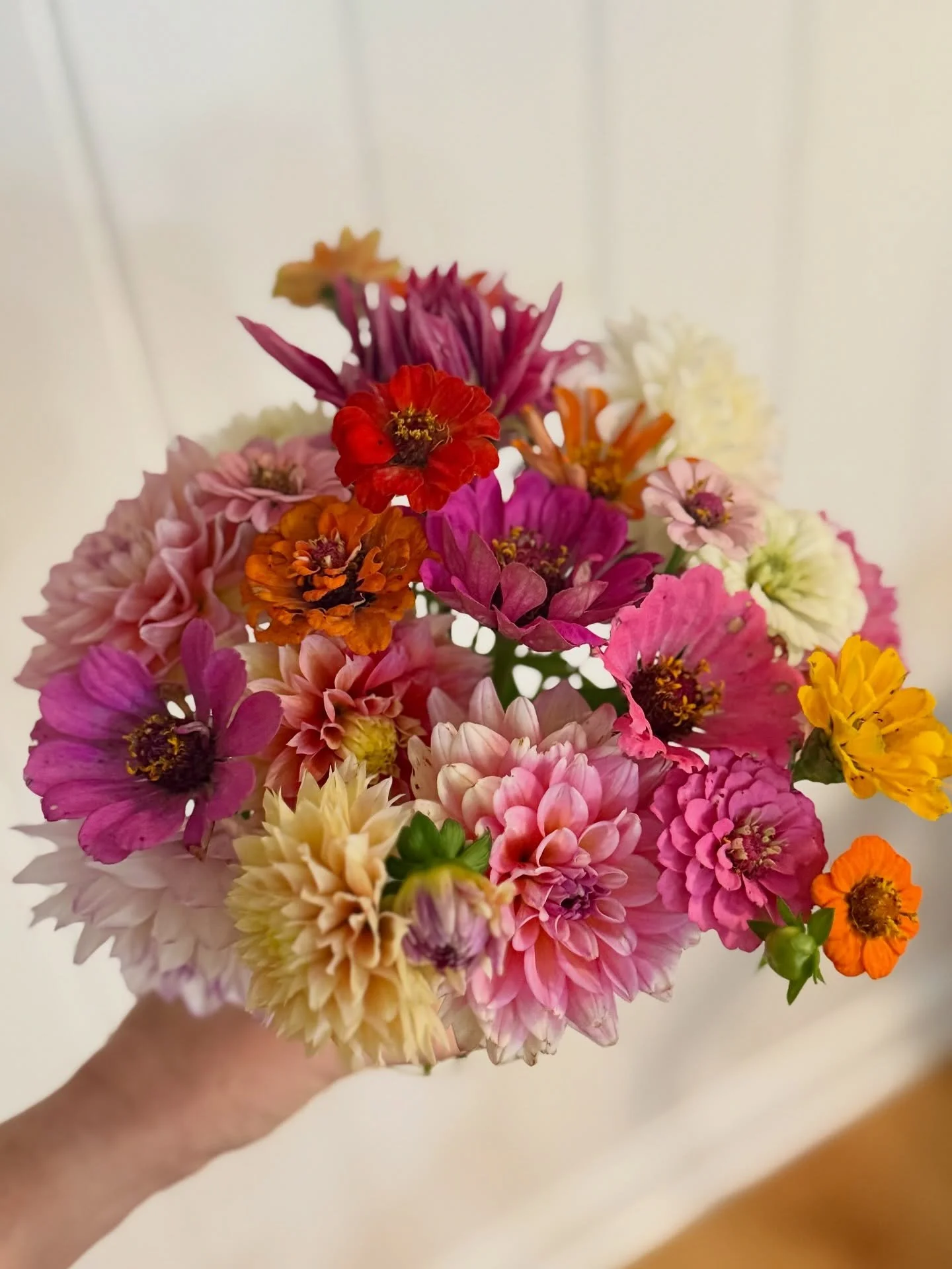 Enjoying the last of the flowers before the frost 🥲 #zinnias #dahlias 🌸💐🤍