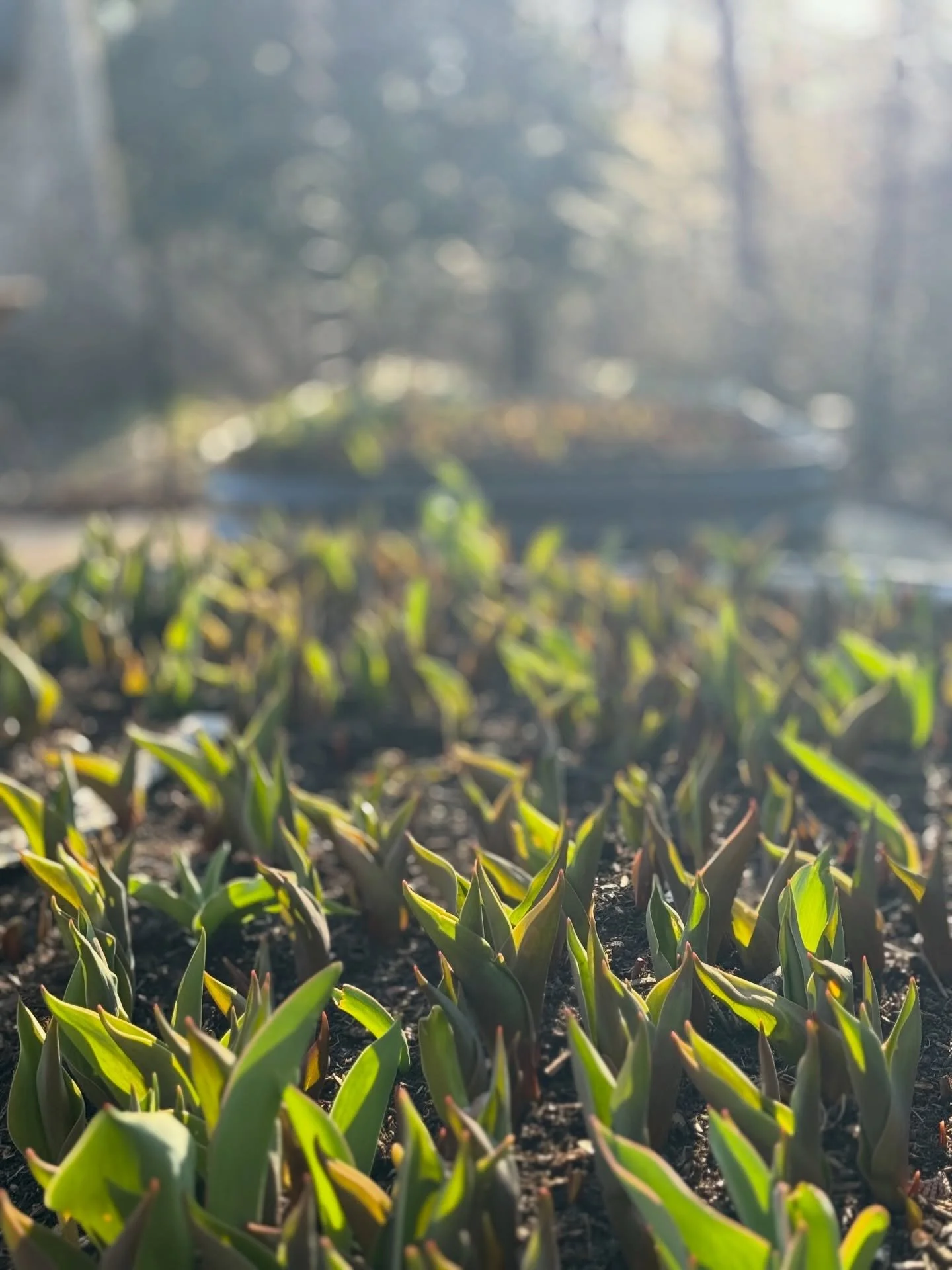 First signs of the tulip rush 🌷 quiet for now, but mid-April if the weather cooperates. ☀️