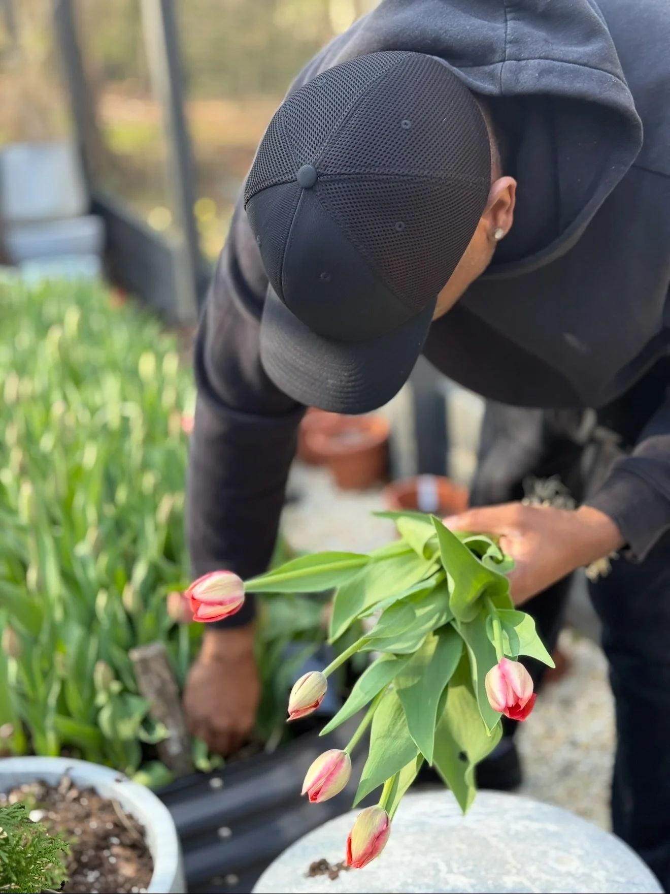 This is what our mornings are about to look like. 🌅☕️🪏

Coffee in hand, out at first light, harvesting tulips bulb and all before the day even starts. Some go straight into bouquets, others head to the cooler to stretch the season just a little lon