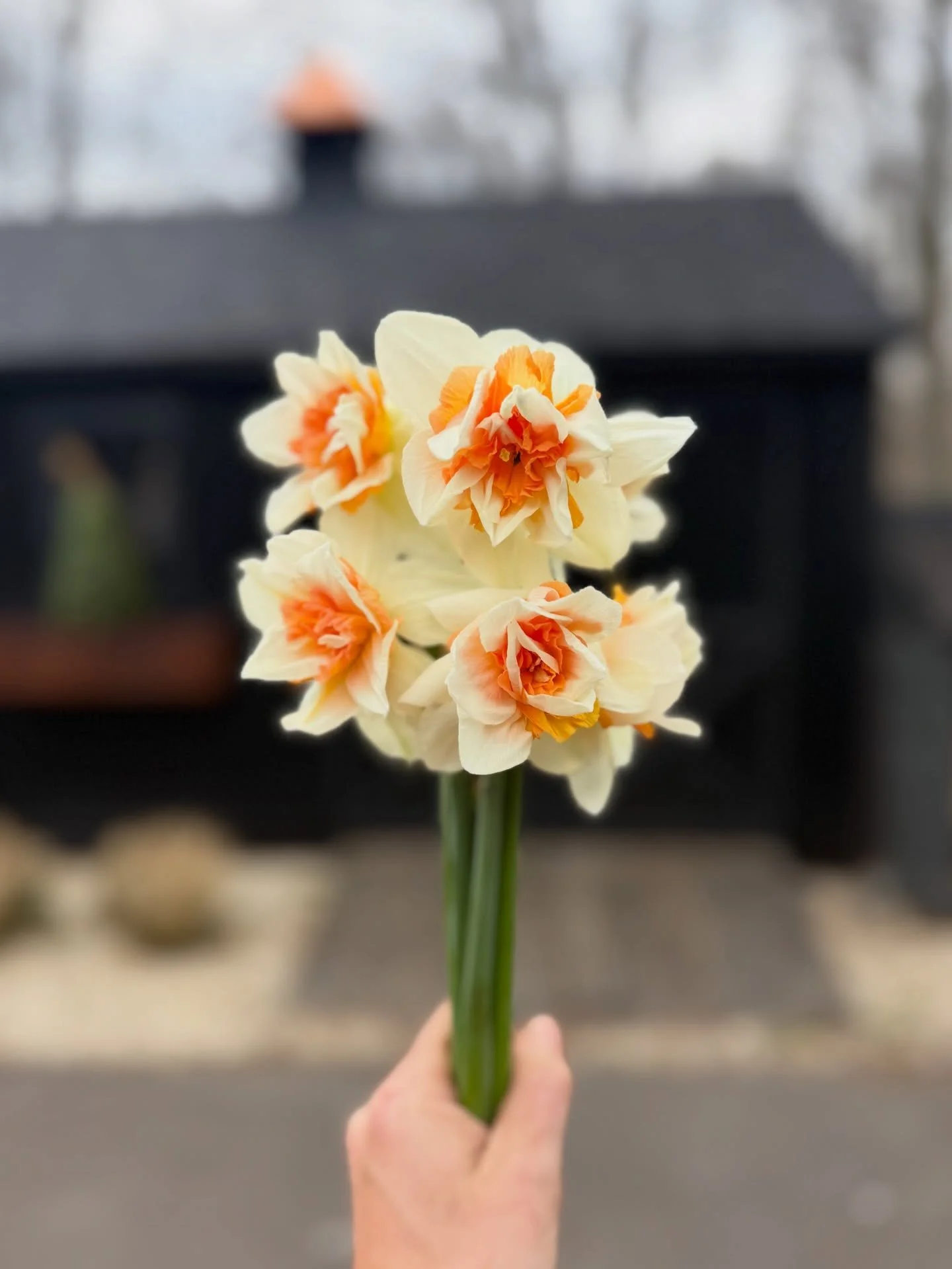A new daff for us 🌼

These are the first of a fun specialty daffodil variety we planted back in the fall&hellip; and they&rsquo;re just starting to open up, full of personality! 💛