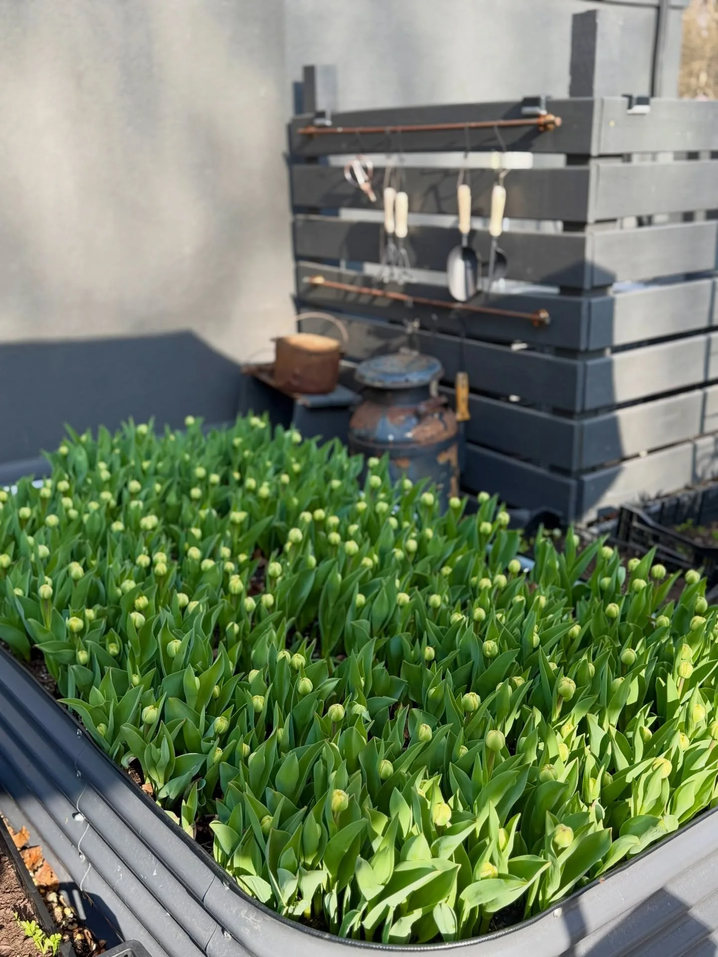 Scenes from garden today. Not quite there yet, but close. 👩🏼&zwj;🌾👨🏾&zwj;🌾🪏🪴🌷