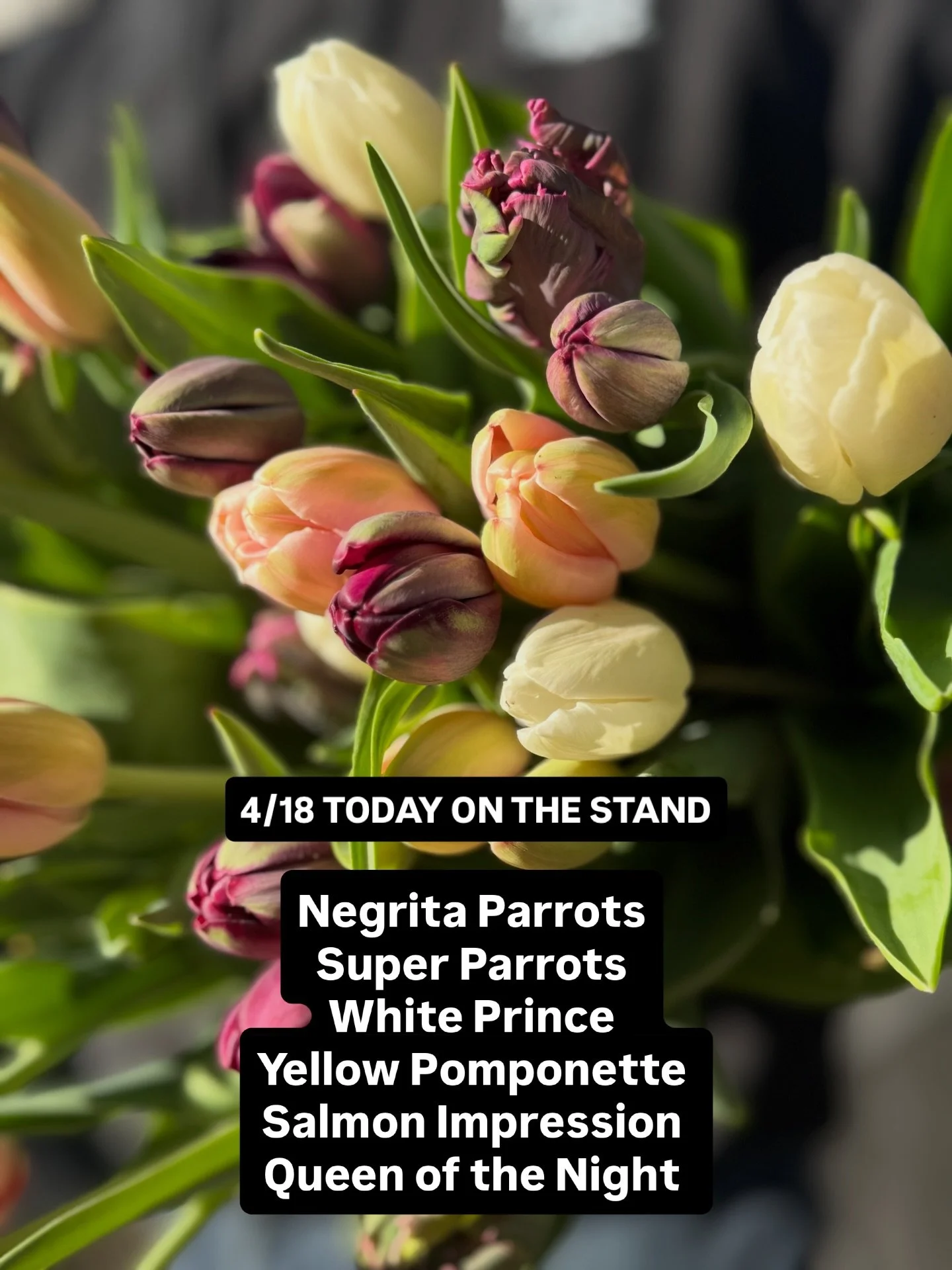 We&rsquo;re in full bloom over here and the mix is especially good right now! Super Parrot, Negrita Parrot, White Prince, Salmon Impression, Yellow Pomponette &amp; Queen of the Night. Buckets are full and we&rsquo;ll be restocking all day. 🫶🏽

We&