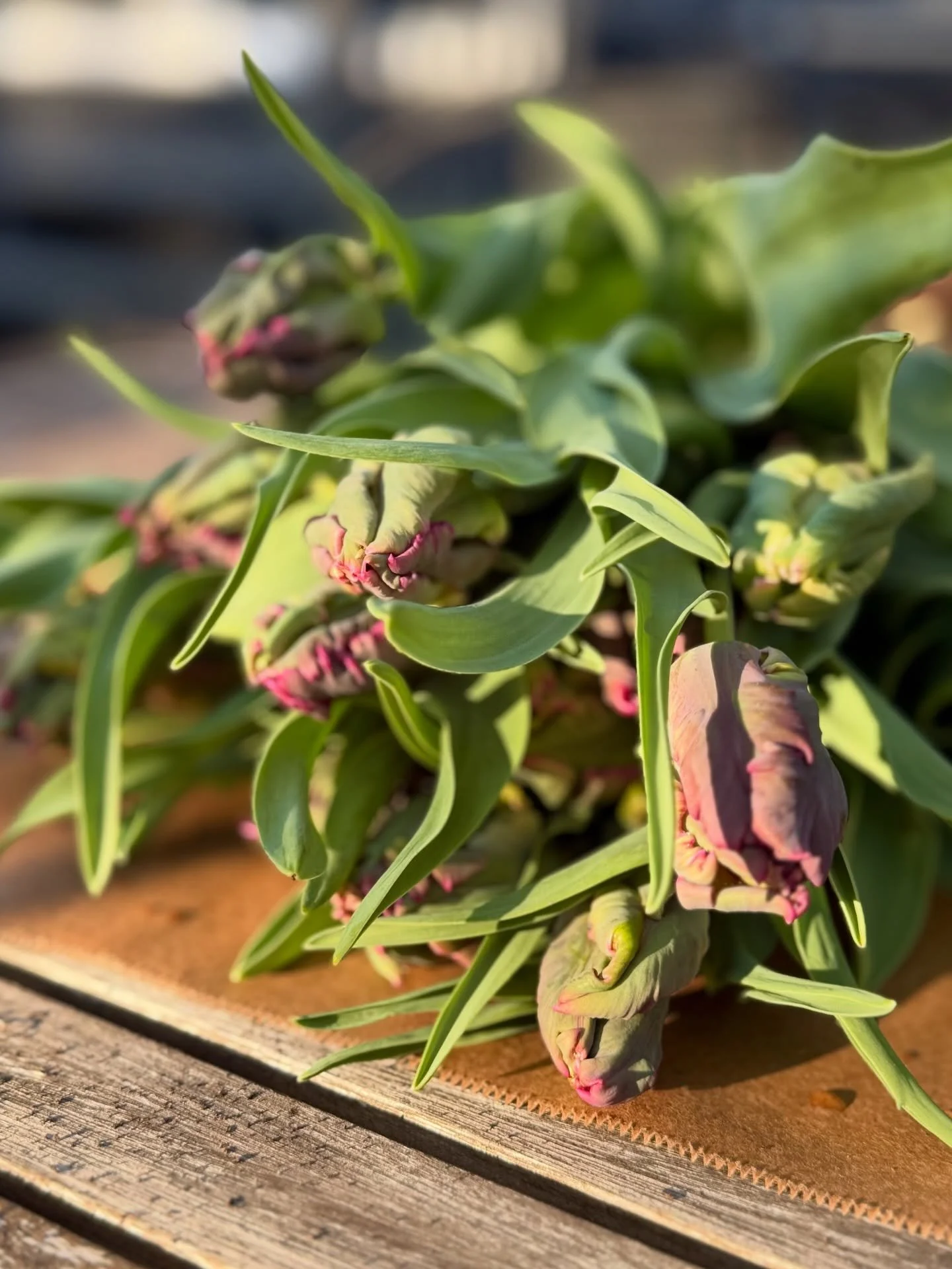 These are Negrita parrots, picked early on purpose. They don&rsquo;t try to impress at first, but give them a few days and they&rsquo;ll blow your mind. 🤯 

They open slowly, stretch wide, and reveal that deep, velvety purple with all the texture yo