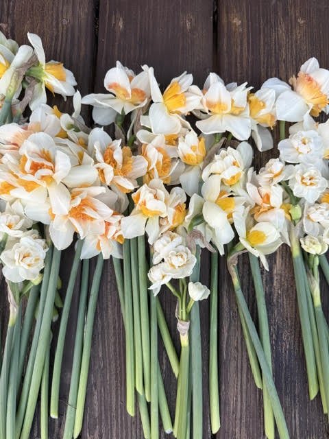 daff6.jpg