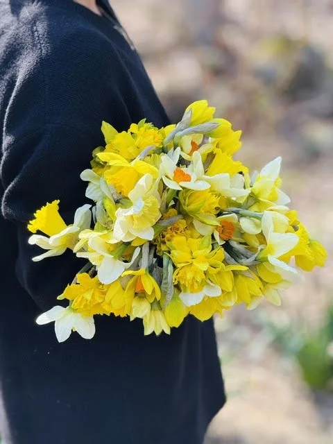 daff8.jpg