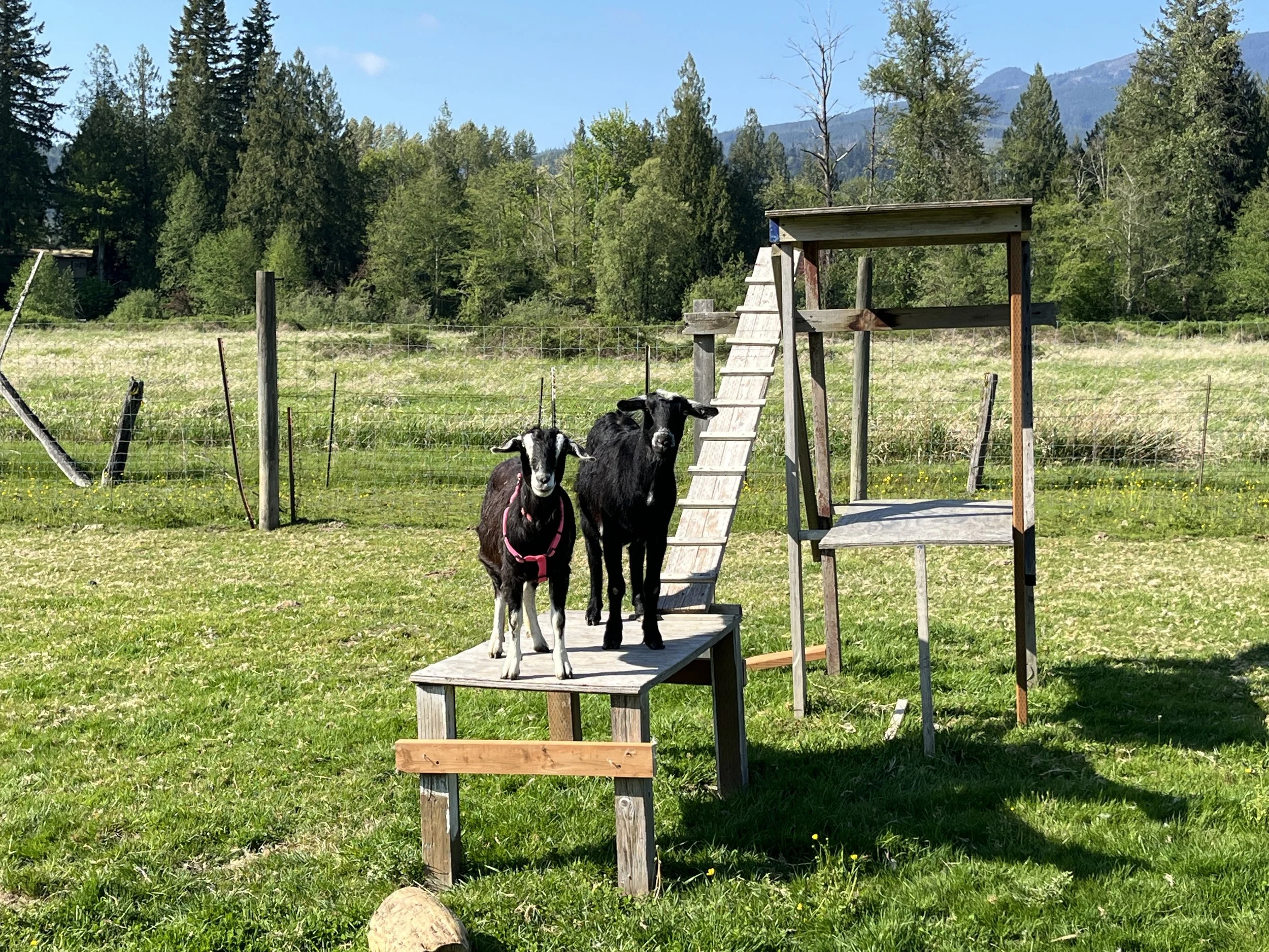 Non-cow videos