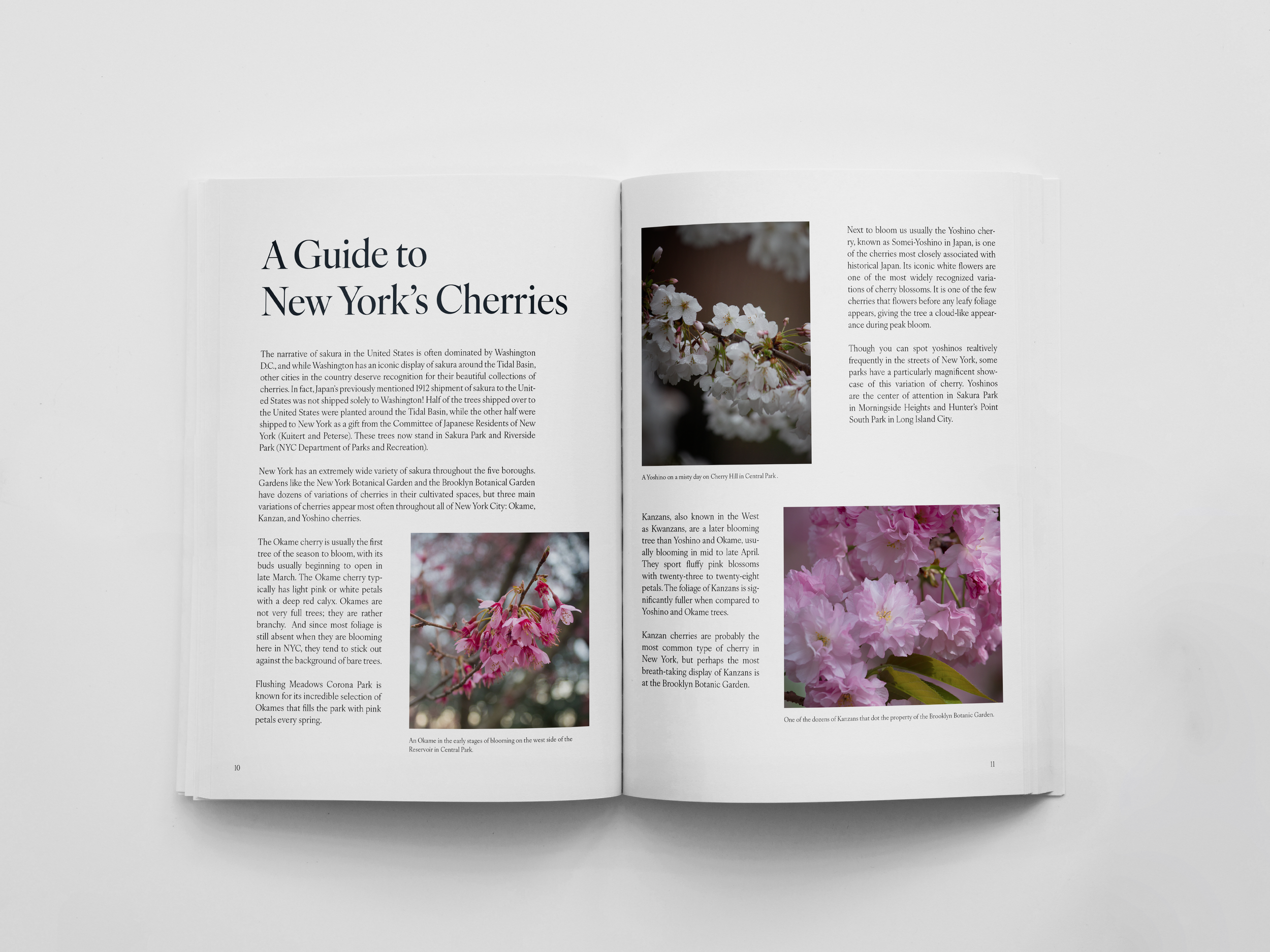 A two-page spread about the three variations of cherries most common in New York: Okames, Yoshinos, and Kanzans.