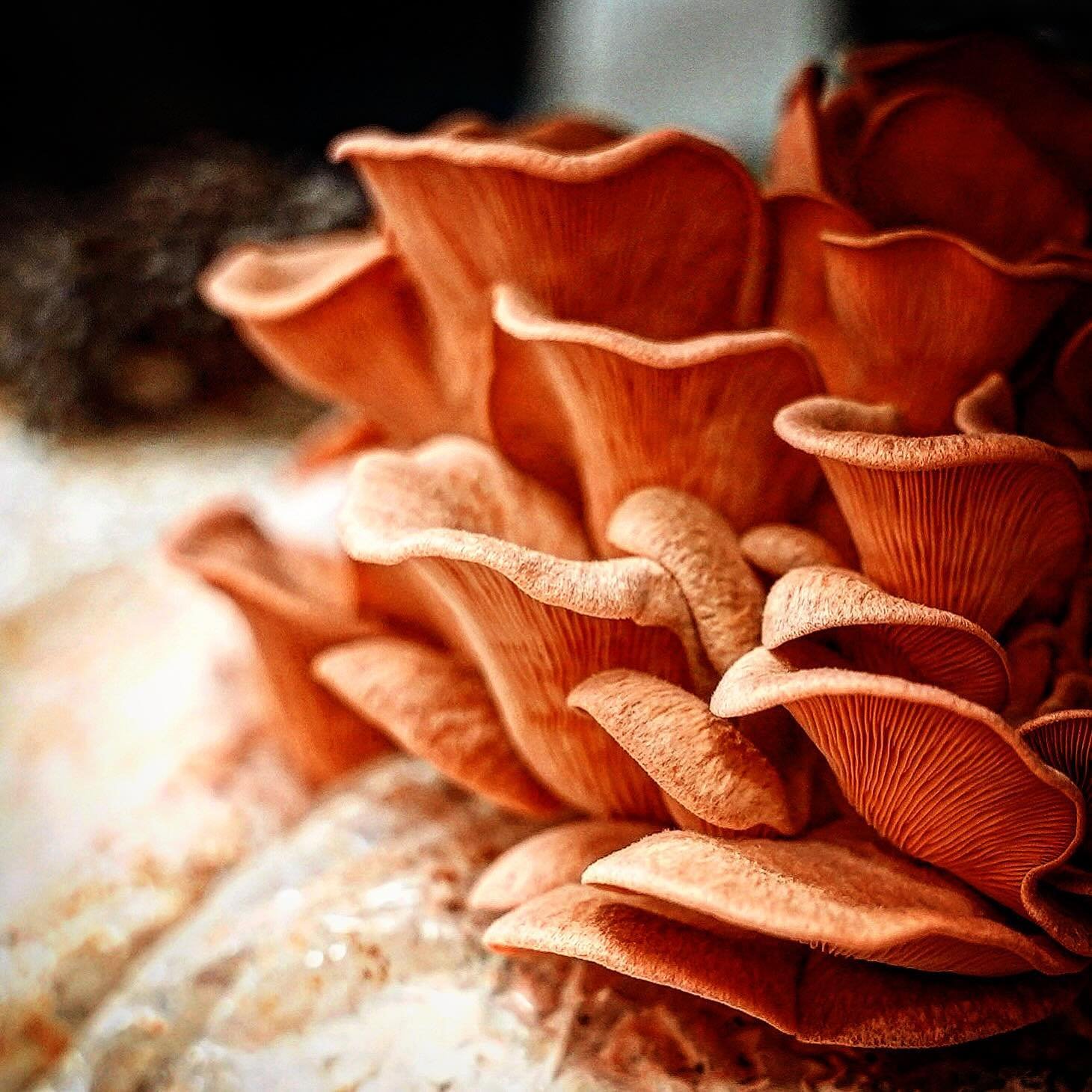 Available at your local Loblaws - Longo&rsquo;s &amp; Eataly! 🍄 

#pinkoystermushrooms #agtech #indoorfarming