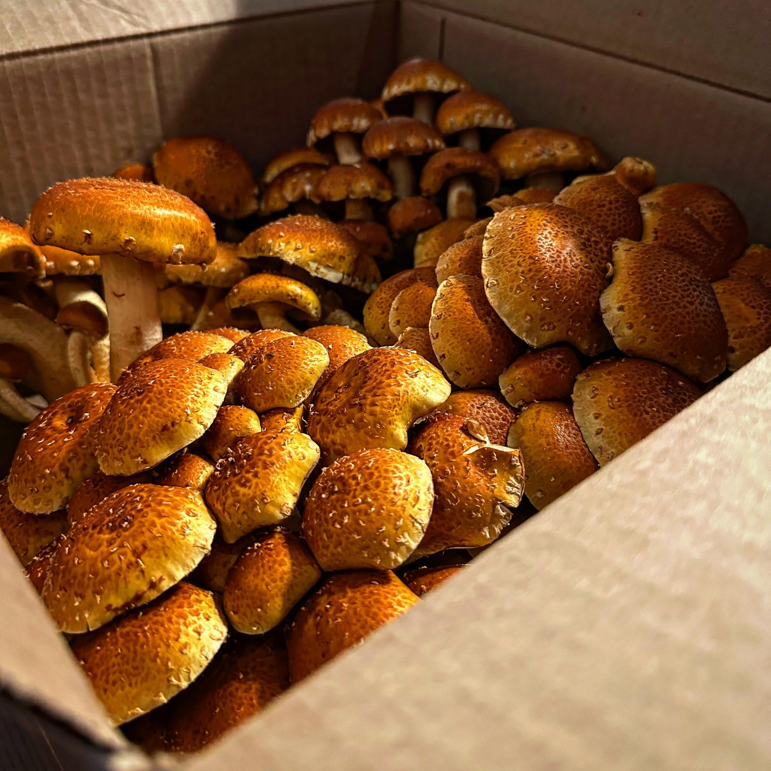 We promise, these are real mushrooms! How do we do it? 👇 

At Heartee Foods, we pride ourselves on cultivating mushrooms that not only taste exquisite but also bring the essence of nature directly to your plate. Our chestnut mushrooms are a prime ex