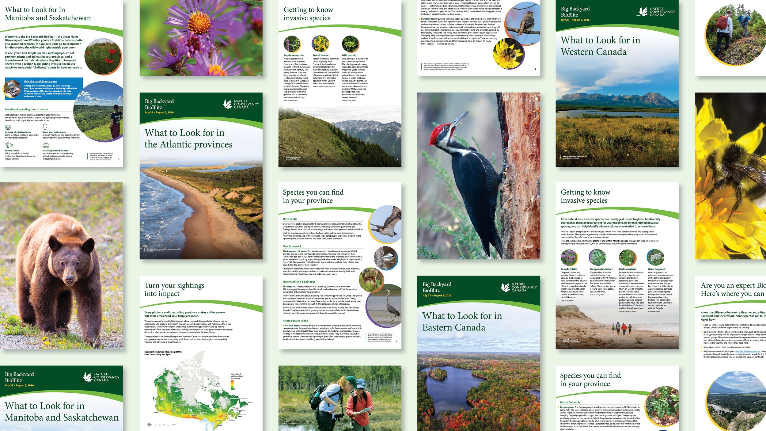 2026 B&P-Web-NCC-BioBlitz10.jpg