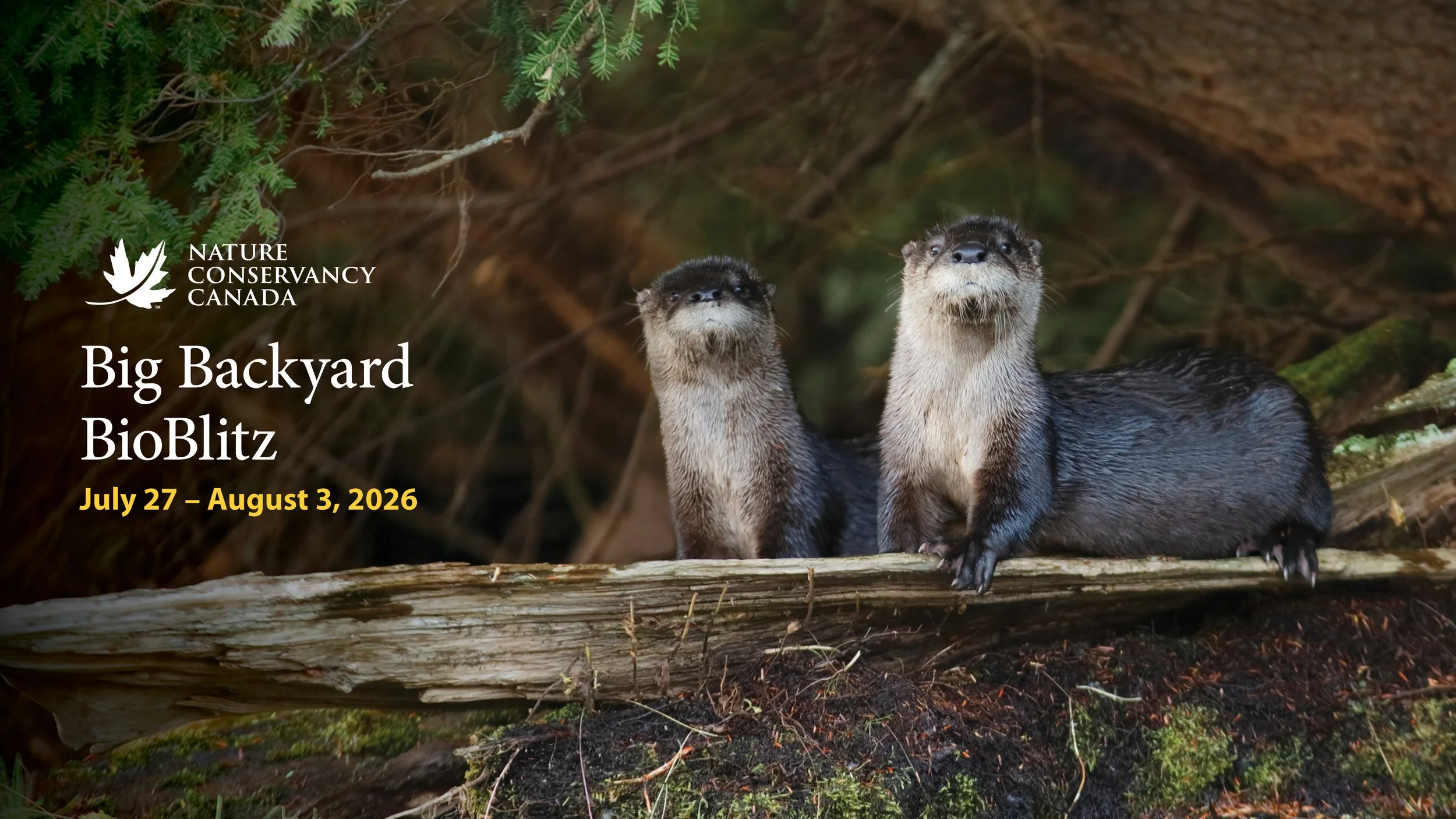 2026 B&P-Web-NCC-BioBlitz.jpg
