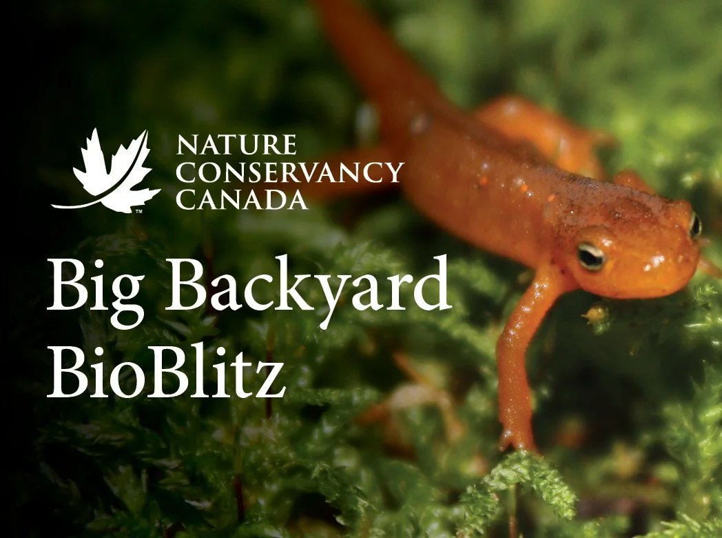 NCC Big Backyard BioBlitz