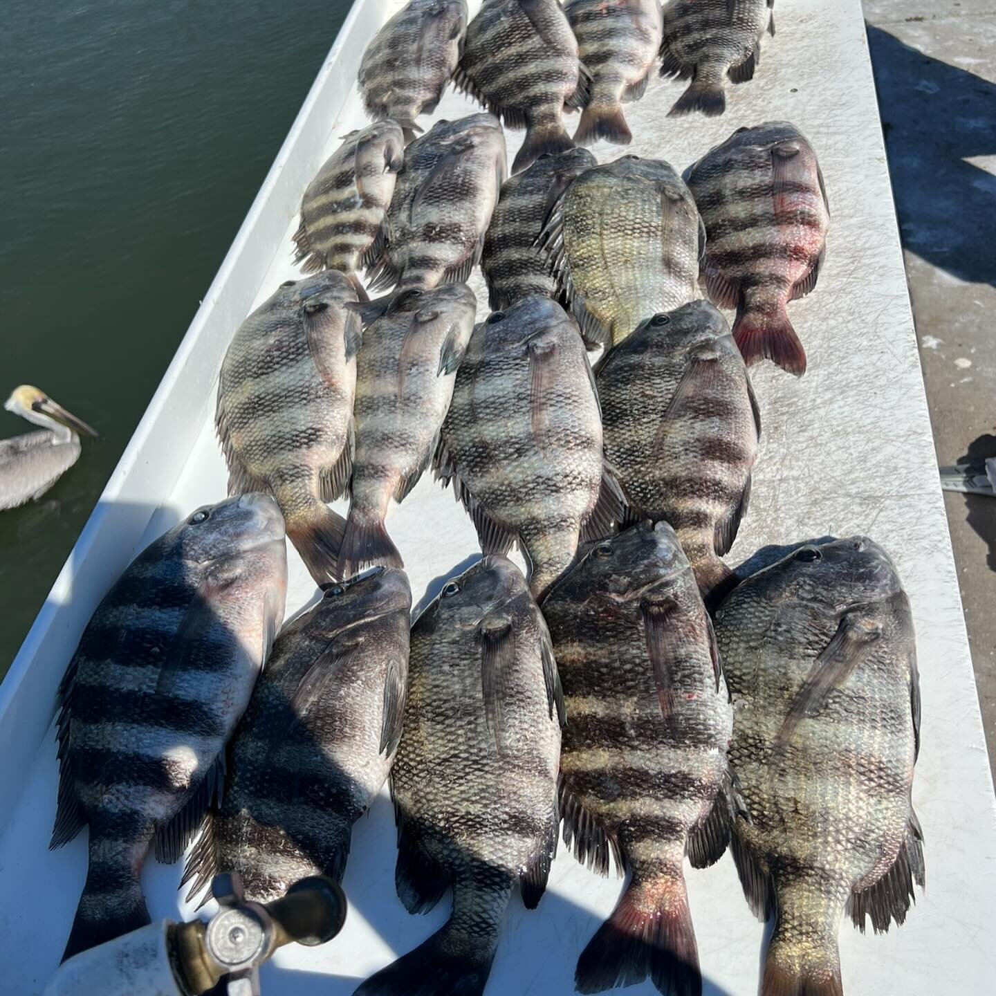 The sheep are grazing, hit me up if you want to get in on the action! 📲🎣 

#fishtheburgcharters #booknow #sheepshead #tampabay #stpetersburg #florida #fishing #pennreels #shimanofishing #canyonbayboats #suzuki #bullbayrods