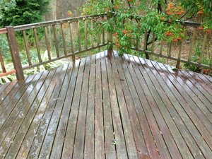 Wet wooden deck with railing and overhanging tree