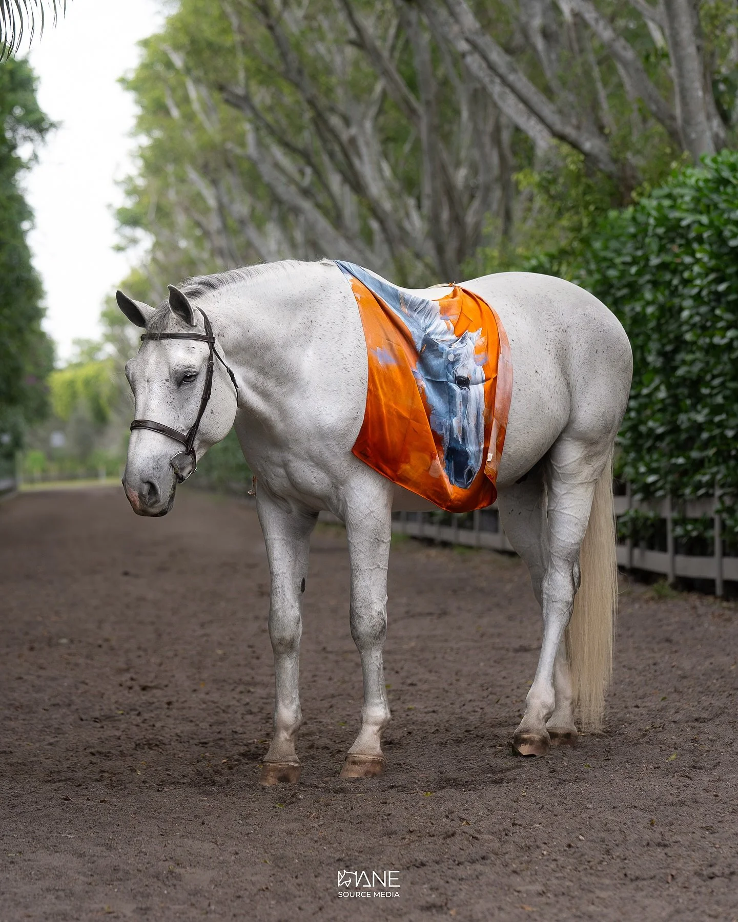 Sneak peek of my latest shoot with @weatherlystrohstudio and Blue Cruise &ldquo;Ice&rdquo; 🧡 

Portrait Photography | Equestrian Photography | Brand Photography | Photography | Equestrian Artist | Content Creation

Shot for @phelpsmediagroup 

#mane