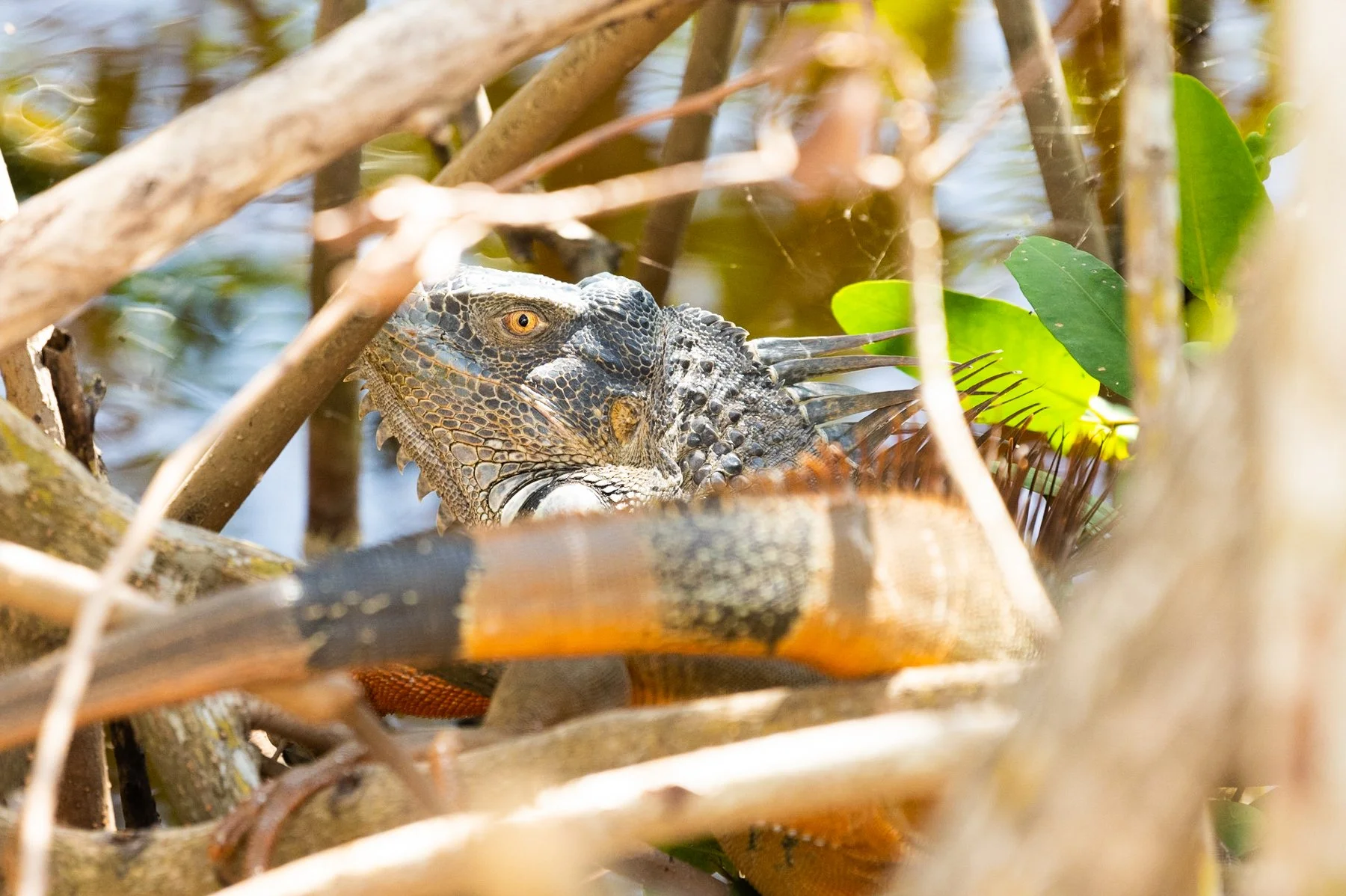 POLARIZED STUDIOS EVENT PHOTOGRAPHY 2023-141.jpg