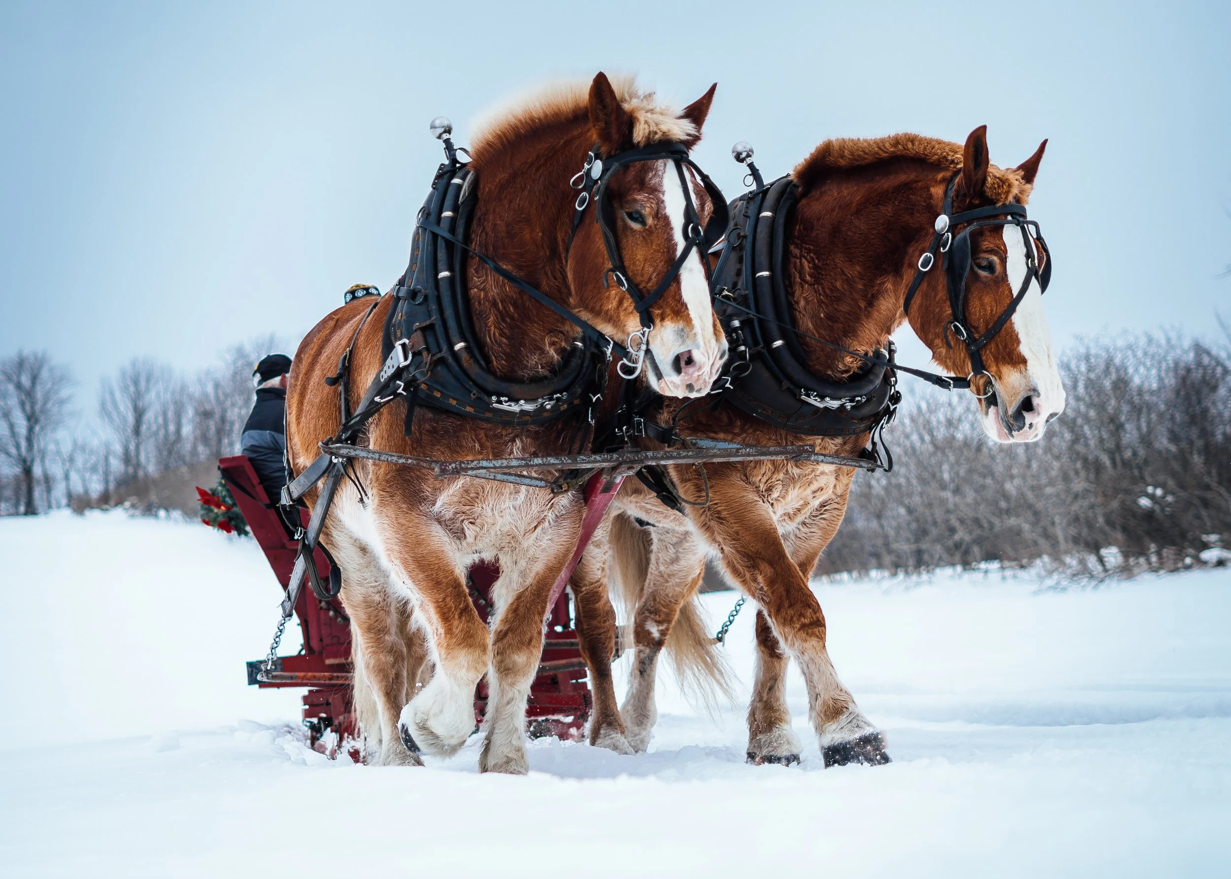 TBHsleighride-9.jpg