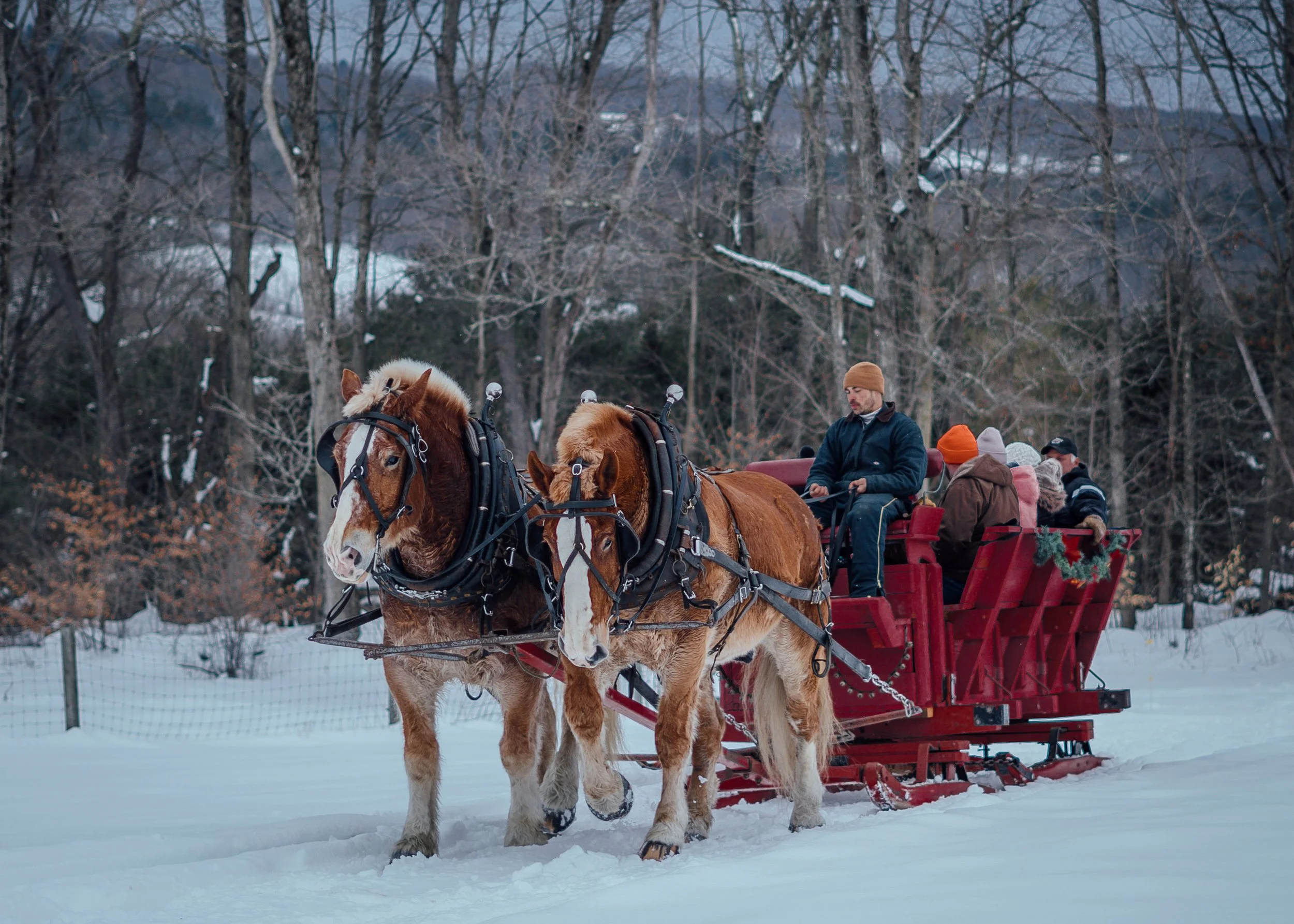 TBHsleighride-13.jpg
