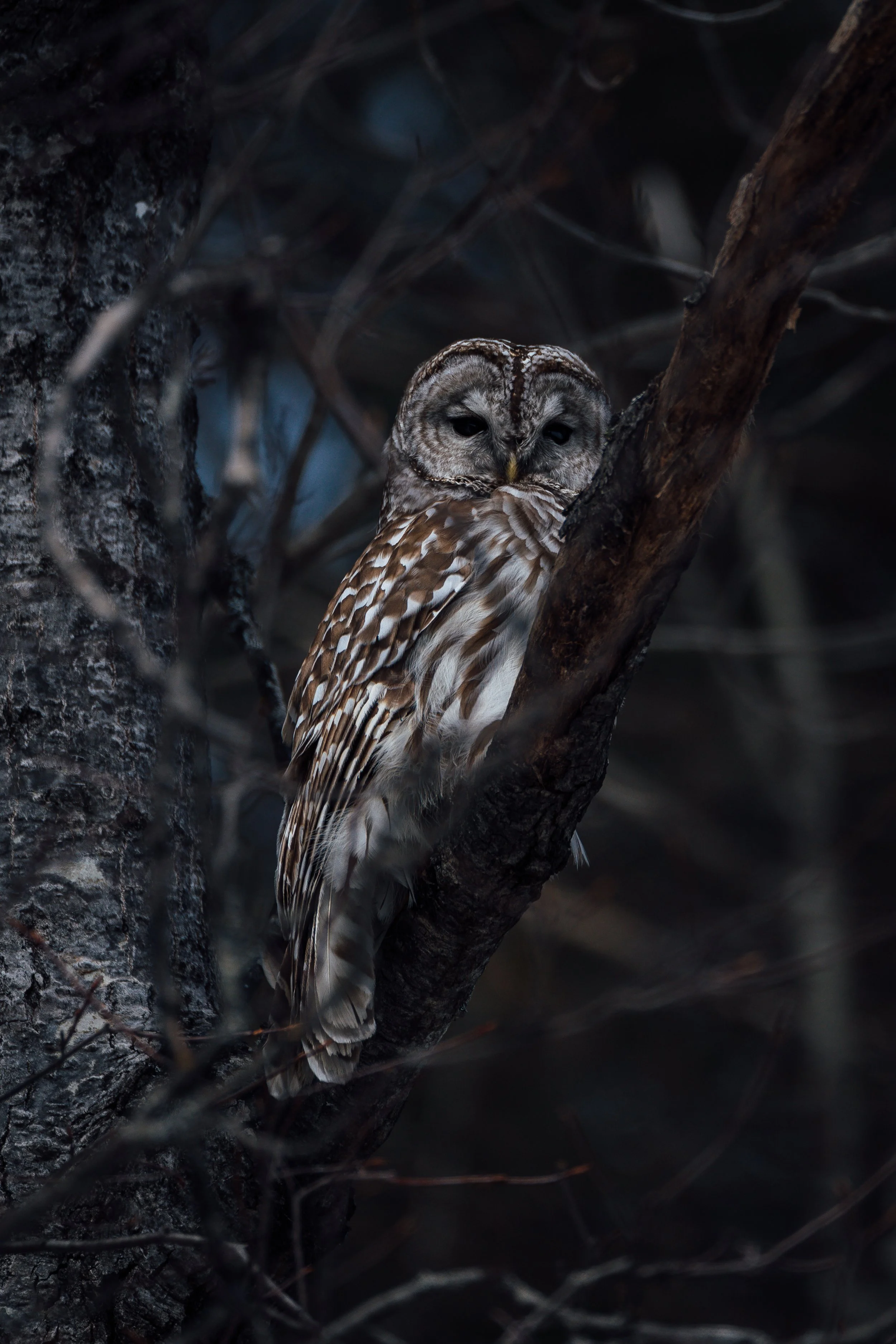 Barred Owl5.jpg