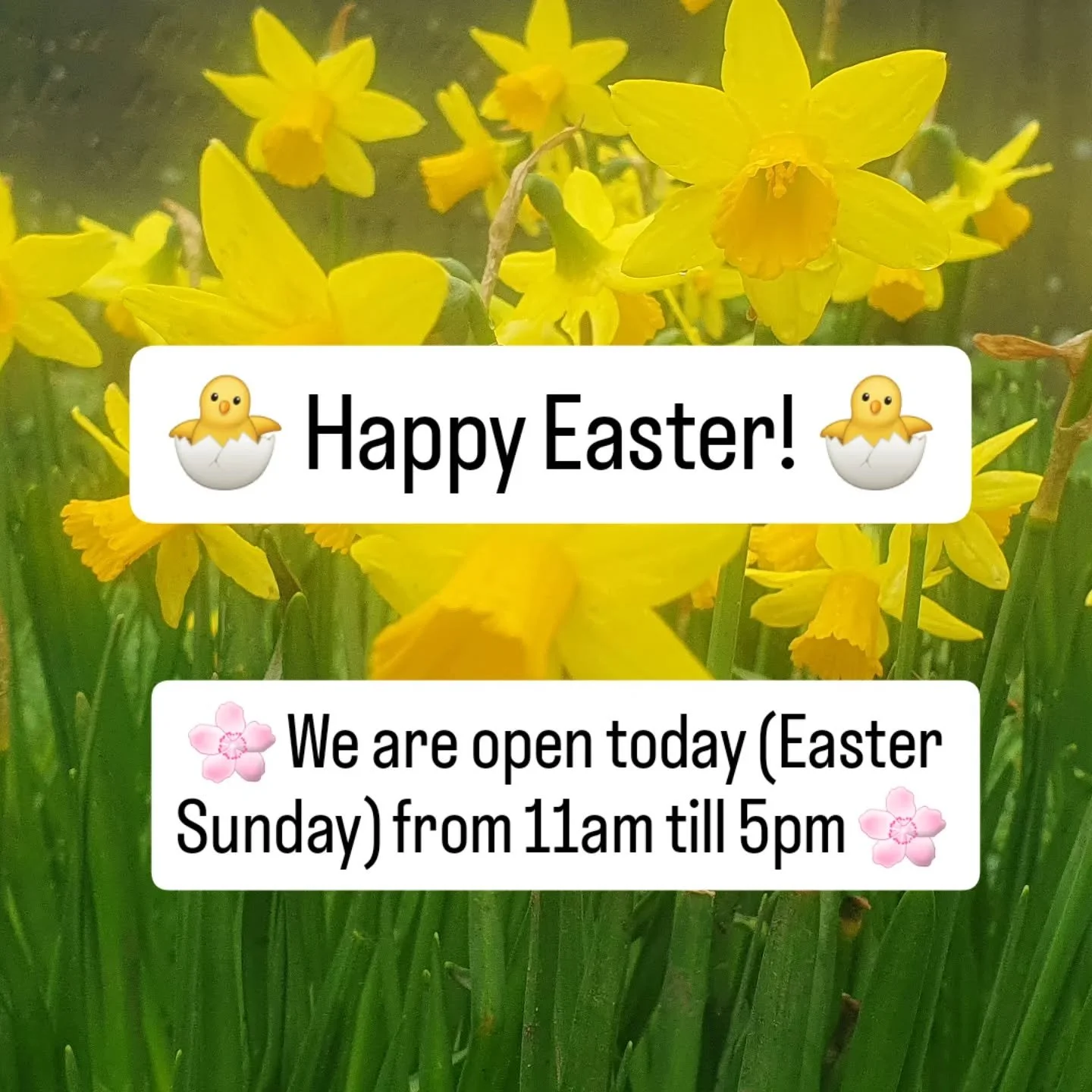 🐰🌼🌸 Happy Easter!🌸🌼🐰

We are open our usual hours over the Easter period, and are open from 11am till 5pm today.

We still have lots of lovely vegan Easter treats in stock, so come down for a browse! 💜🥕