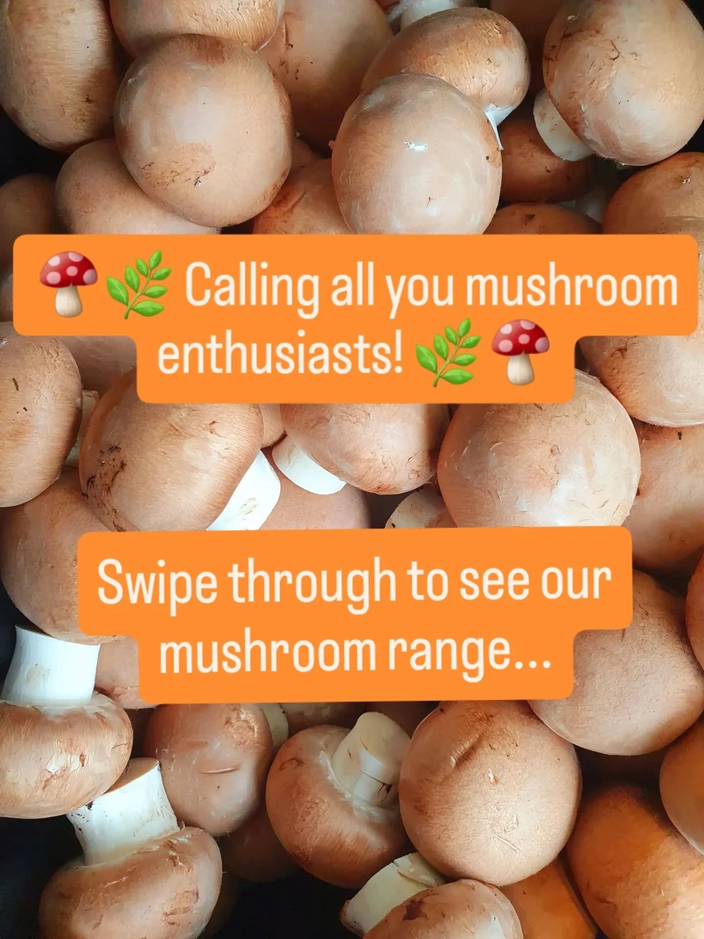 🍄 Calling all you mushroom lovers! 🍄

We've stocked up on some delicious fungi favourites for you to enjoy:

🌿 Fresh organic chestnut mushrooms
🍄 Rich and flavourful mushroom p&acirc;t&eacute;
🌿 Crunchy mushroom crisps
🍄 Dried mushrooms for coo