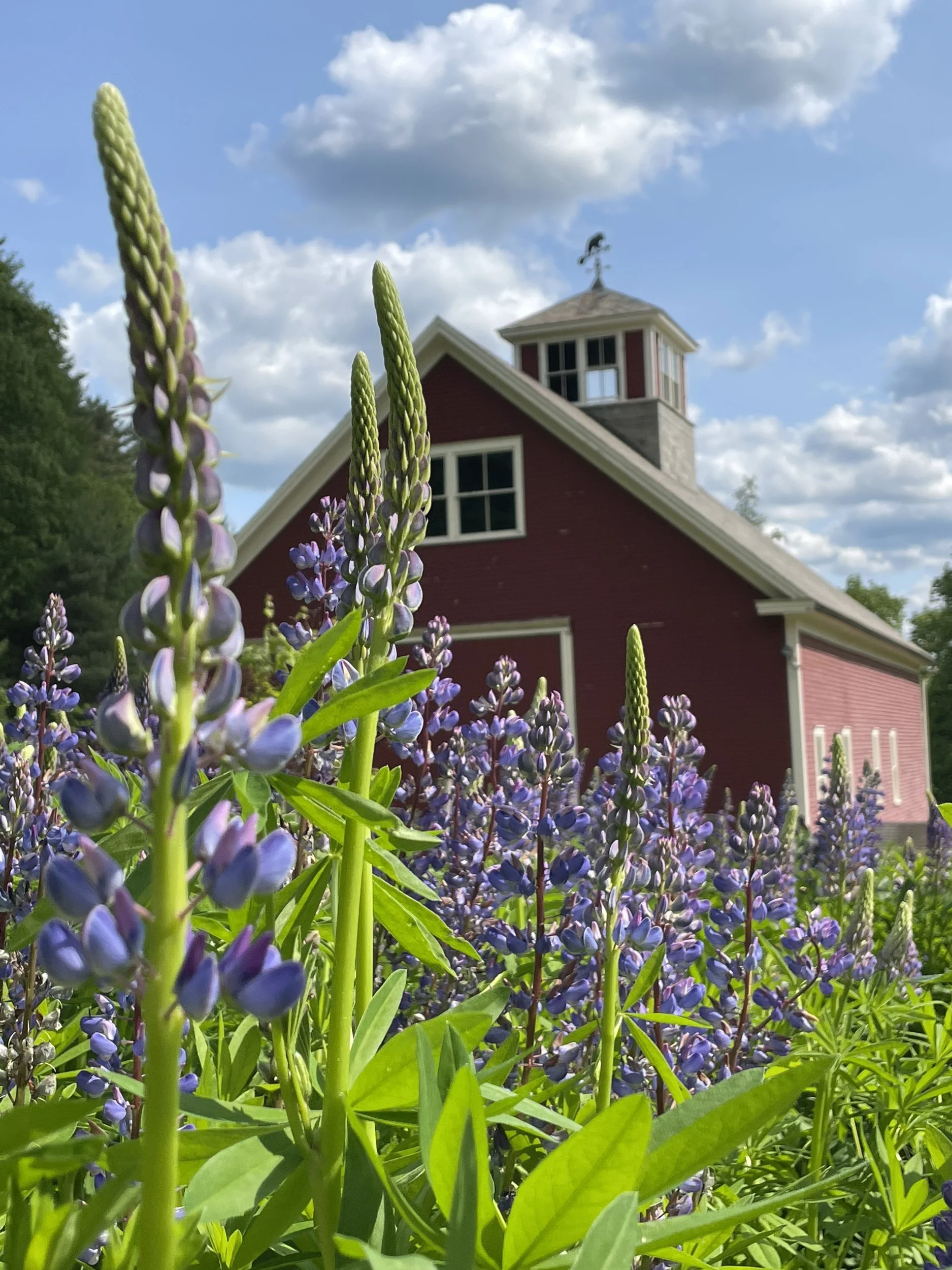 Tall purple lupines in bloom in front of the red barn with its cupola under a blue sky with clouds