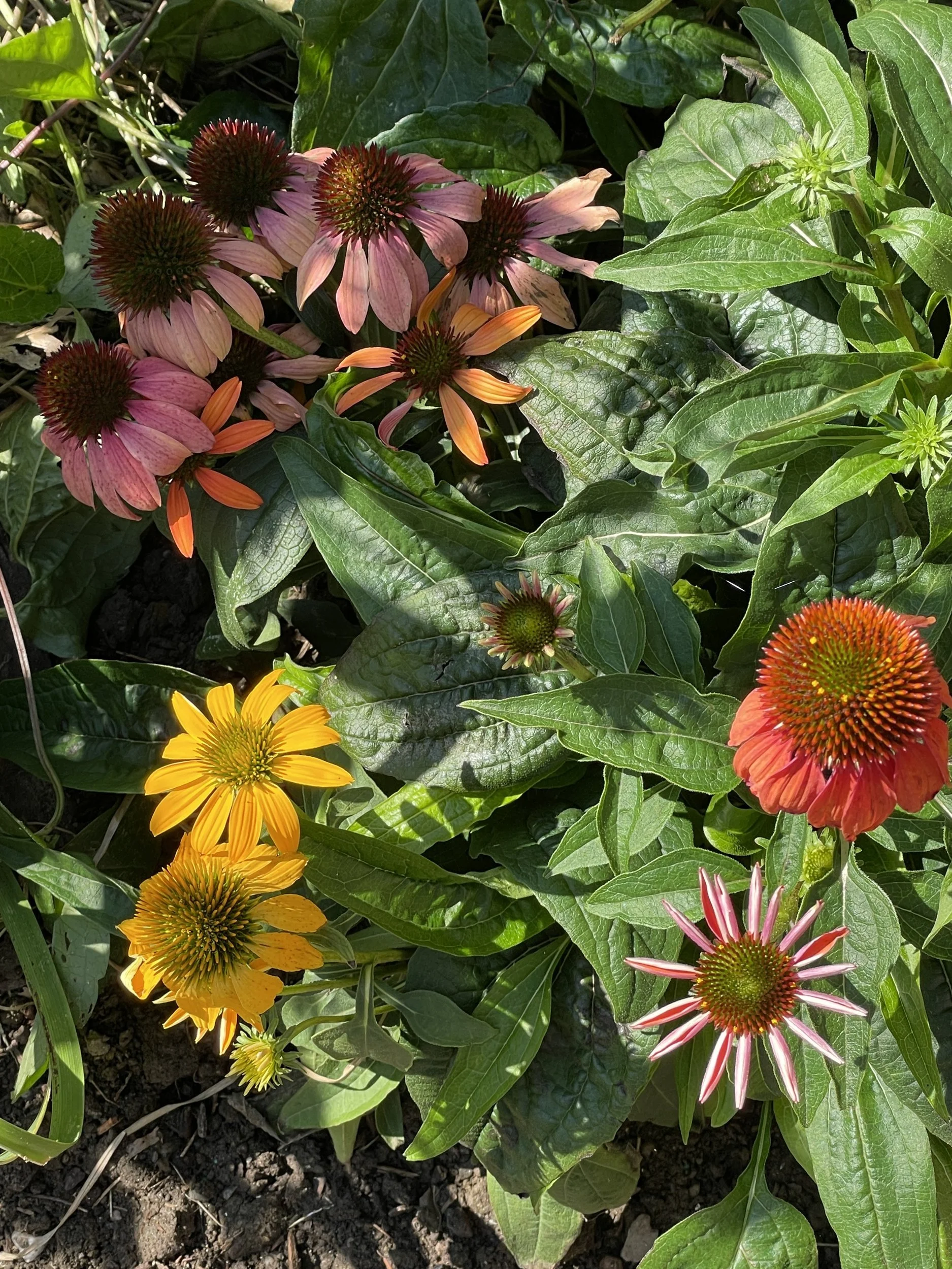 Pink, orange and yellow coneflowers blooming among green leaves in the garden