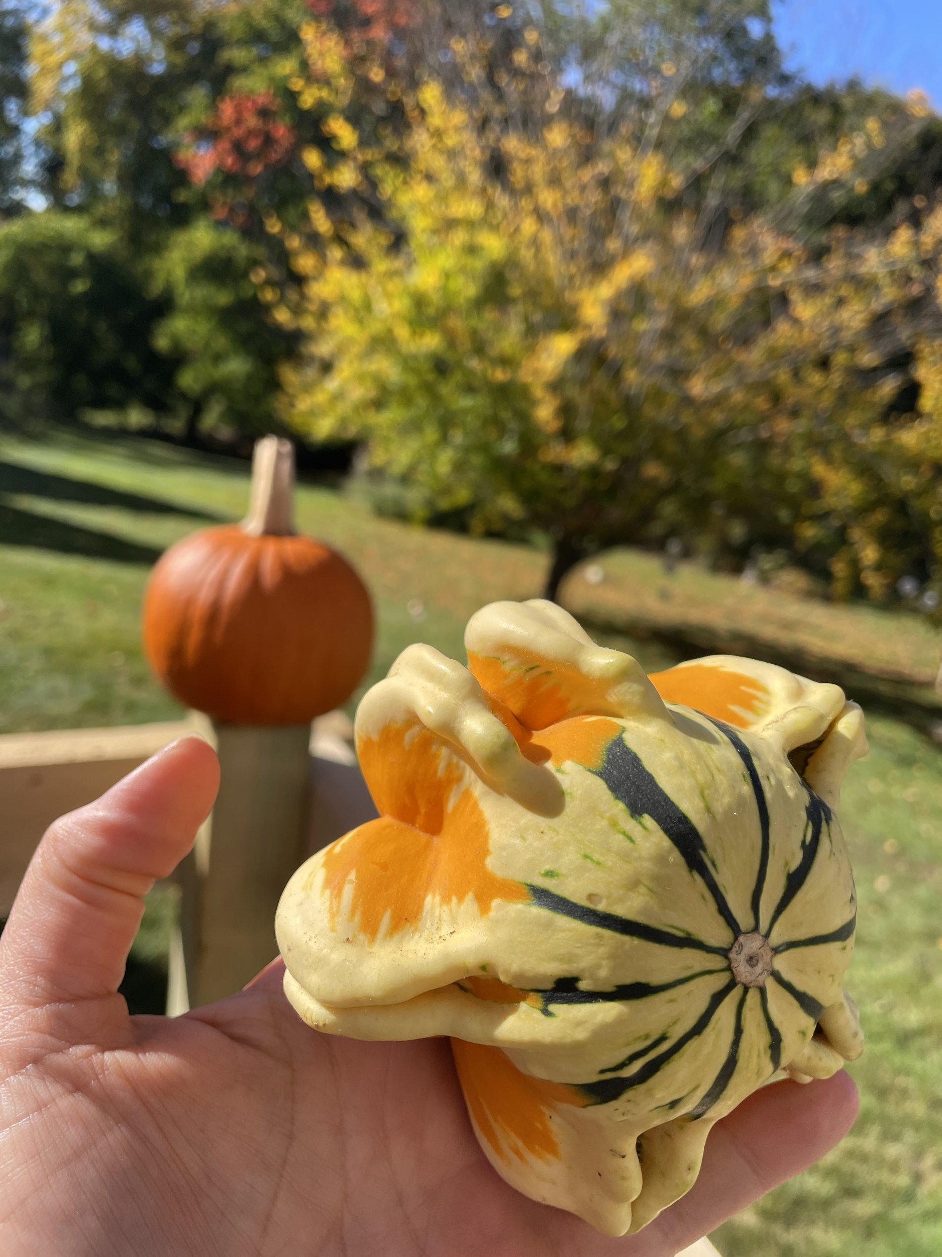 Hand holding a yellow and green striped gourd beside a small pumpkin in the fall garden