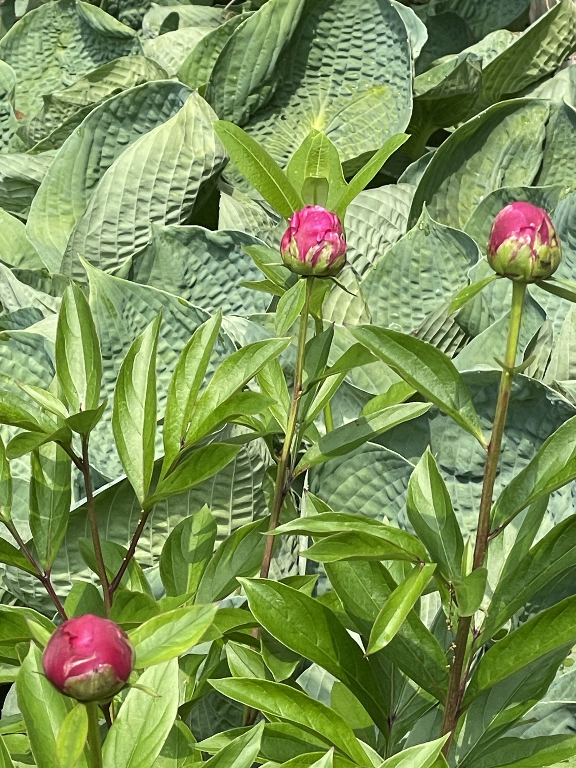 Pink peony buds about to open among large ribbed hosta leaves in the garden