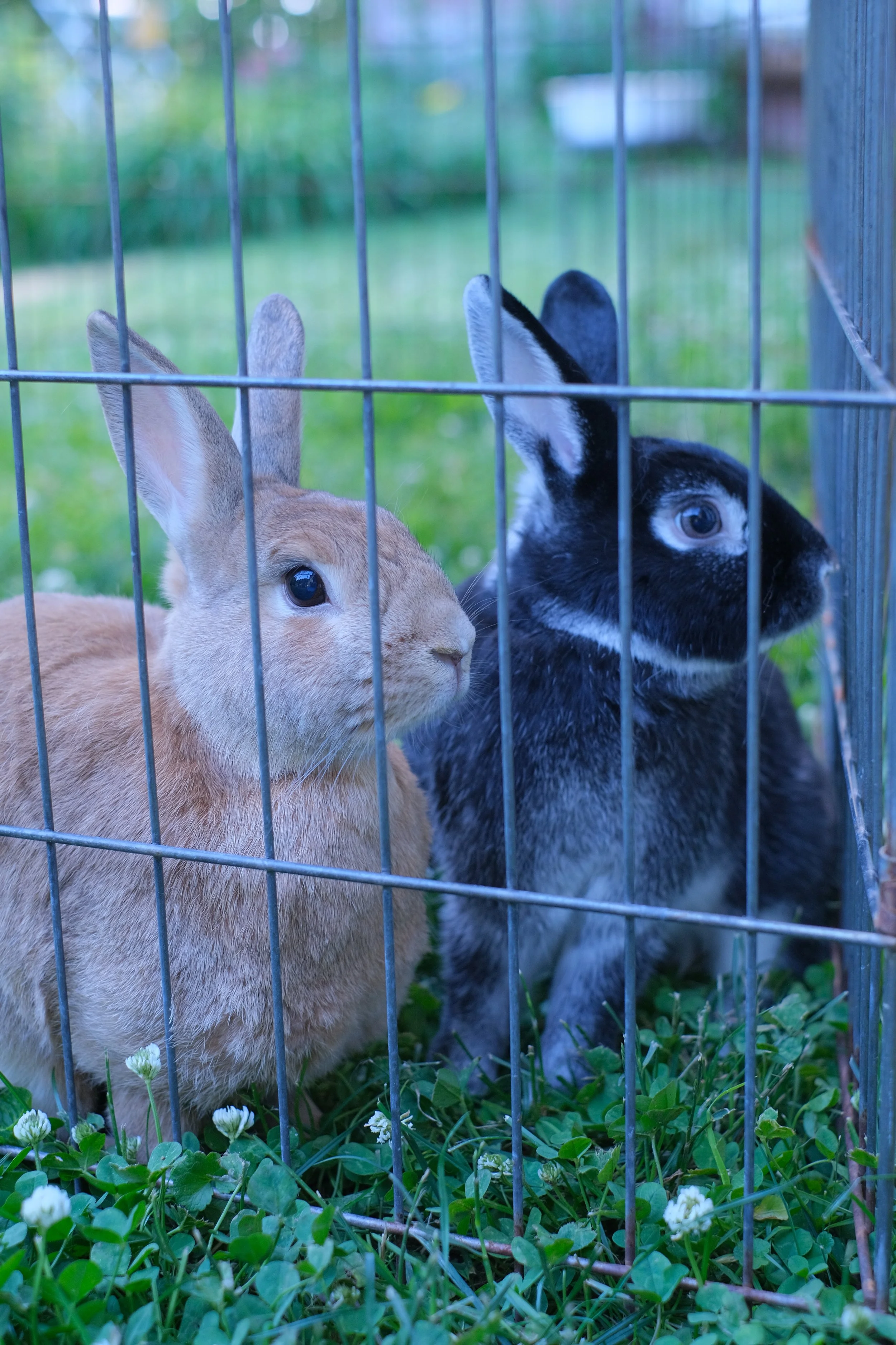 A tan rabbit and a dark gray rabbit sitting together in an outdoor wire pen on green clover