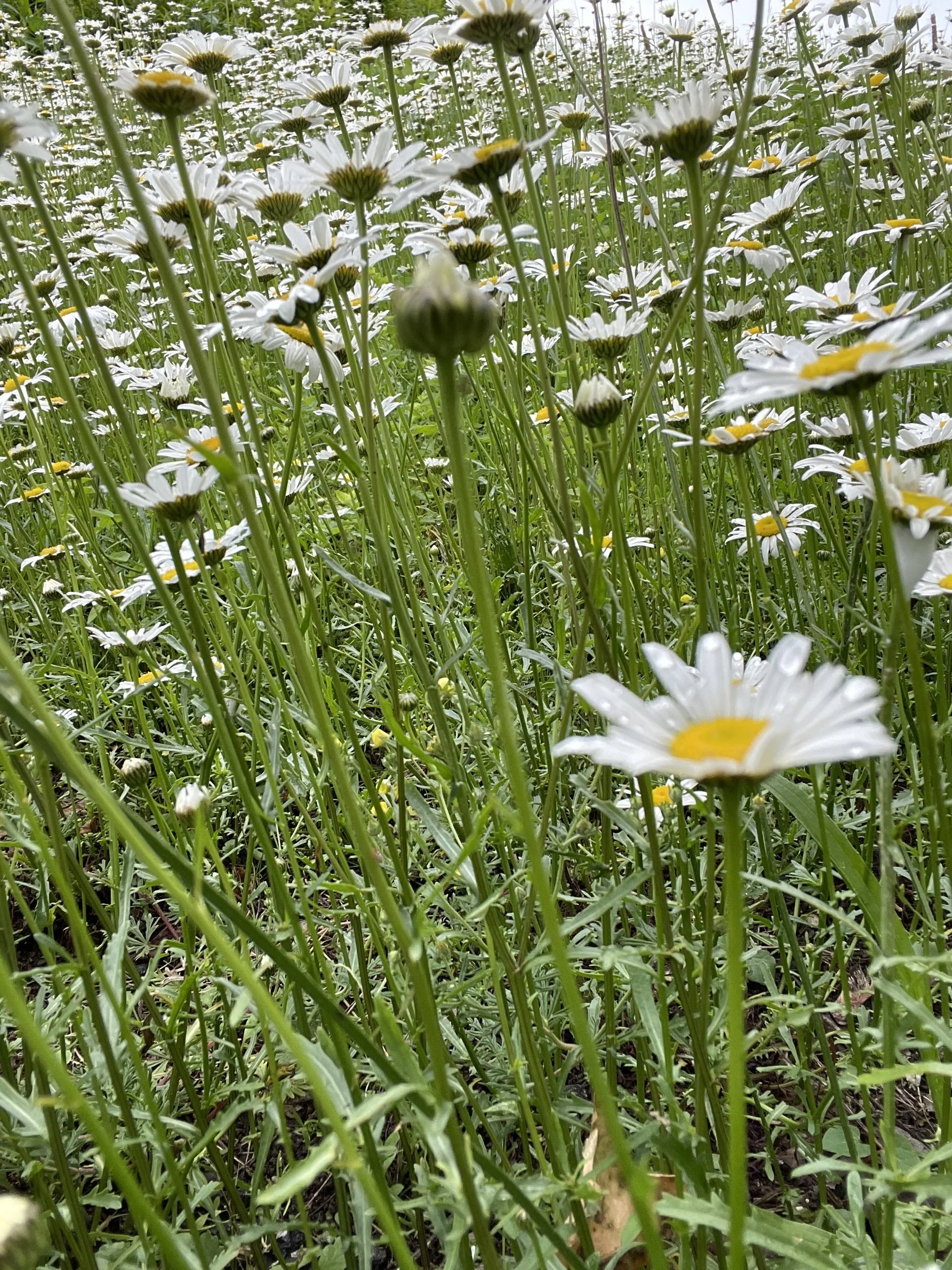 Low view of ox-eye daisies growing tall in the meadow