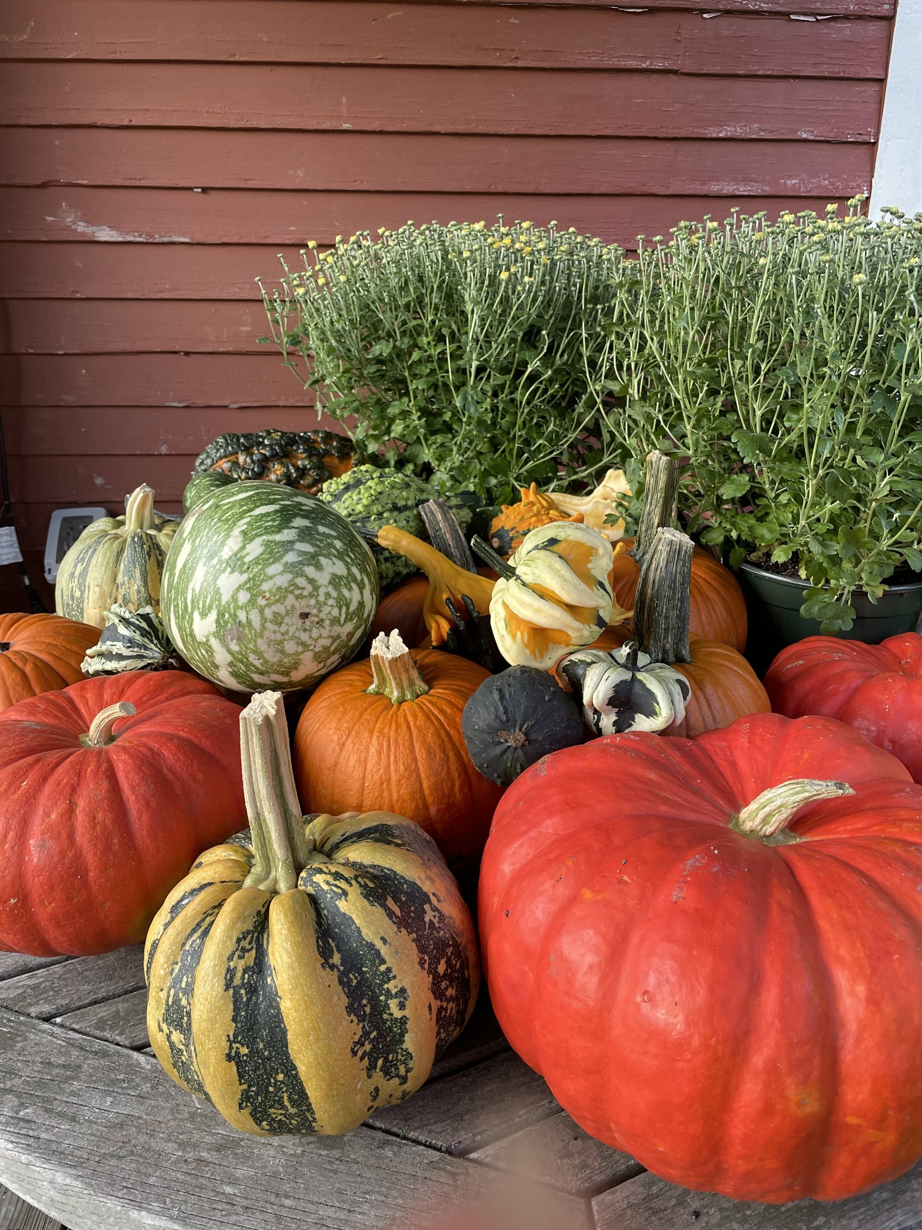 Pile of orange pumpkins, striped gourds and potted mums on a wooden table against a red barn wall