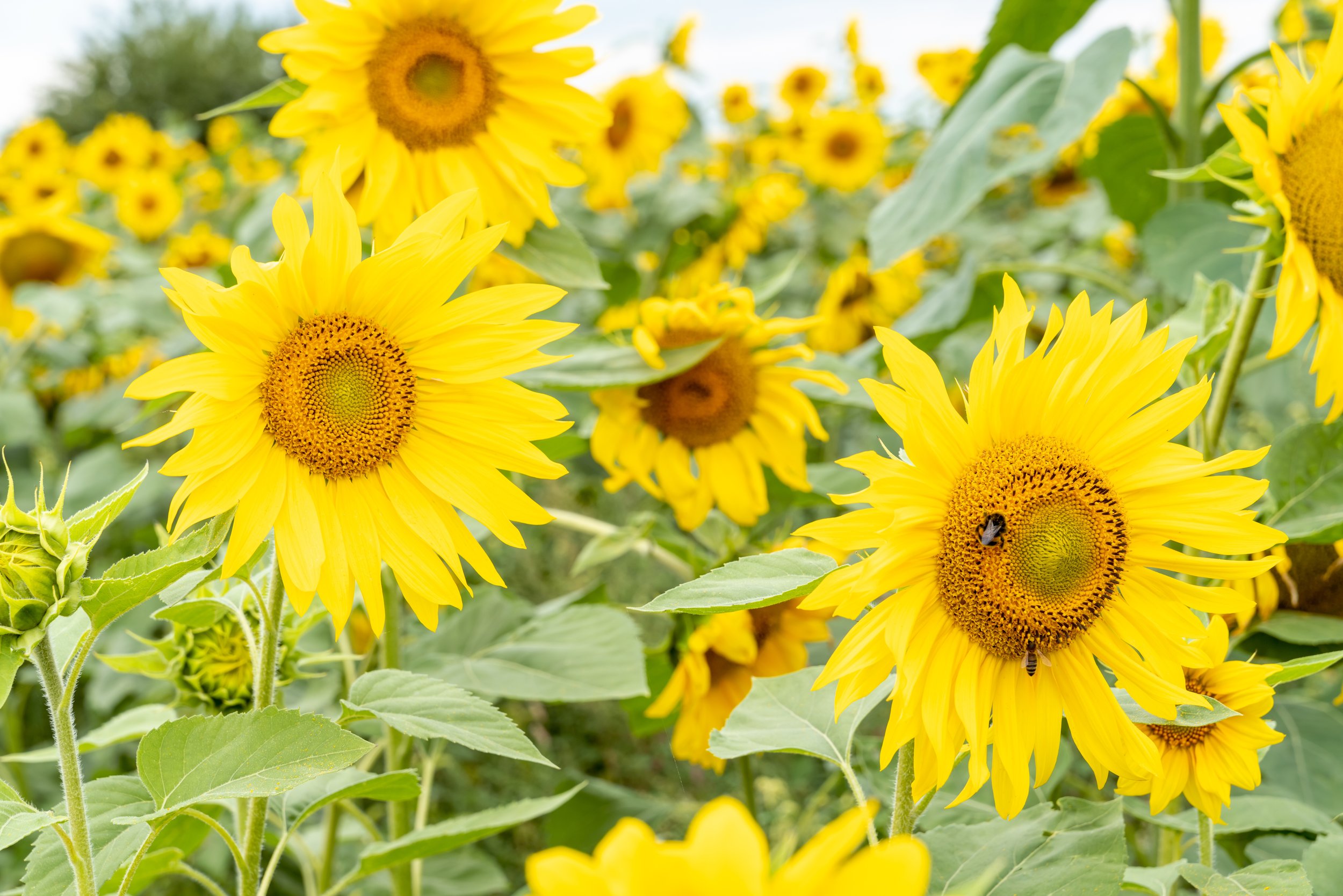 yellow-sunflowers-in-a-summer-field-closeup-2022-11-15-02-33-55-utc.jpg