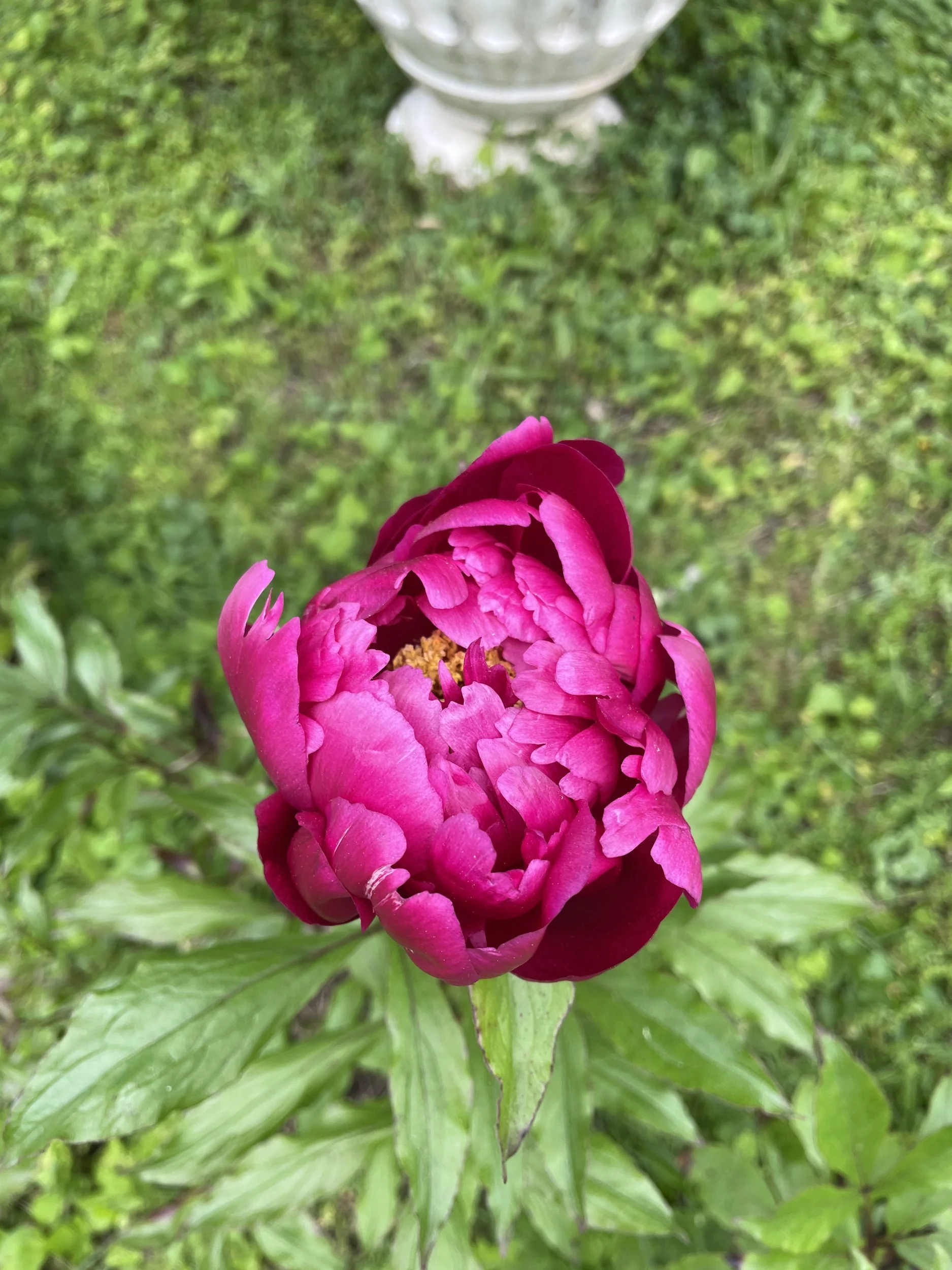 Magenta peony blossom just opening in the lawn garden