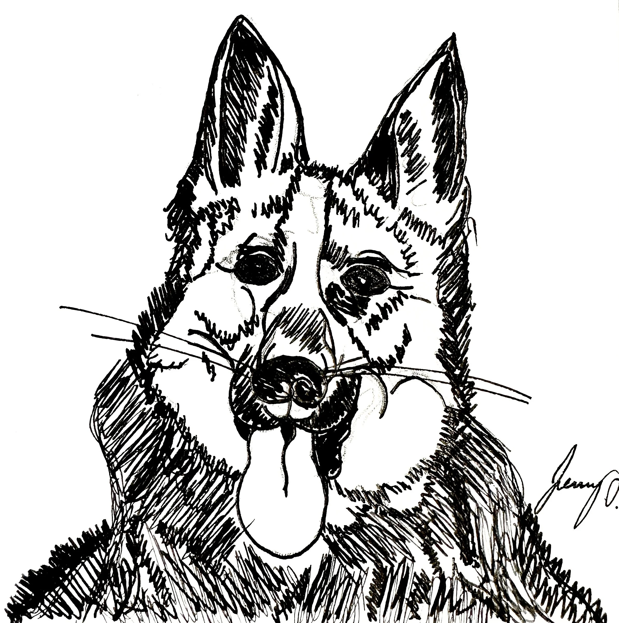 German Shepherd 
