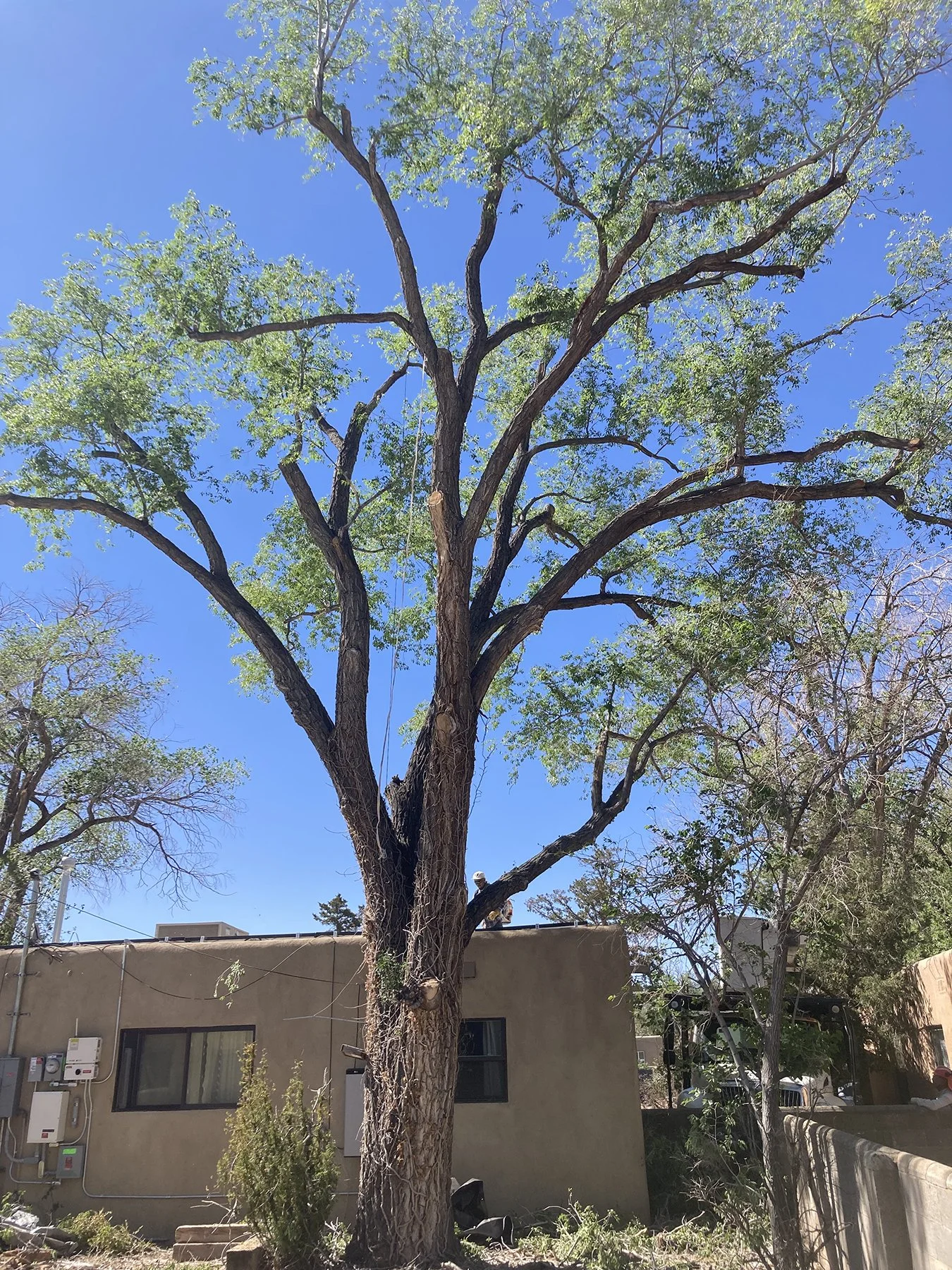 Blossom Trees gallery 4