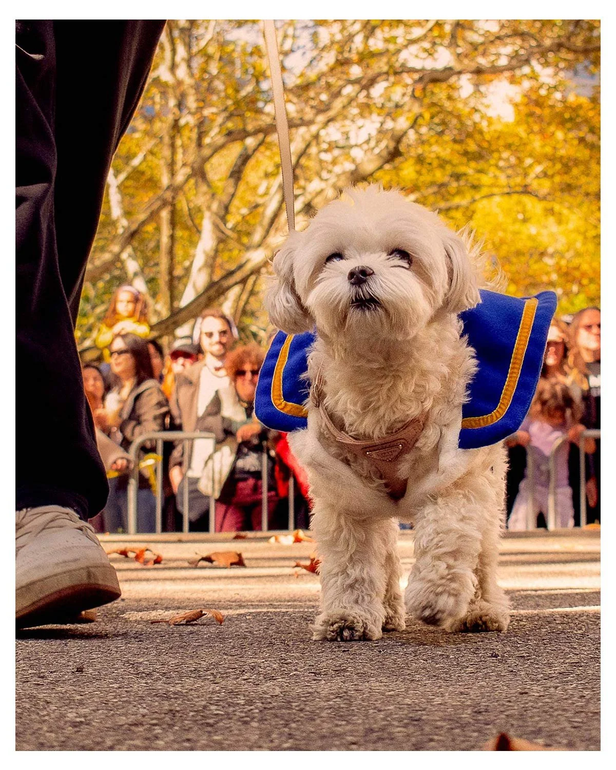 Fort-Greene-PUPkin-2M-144.jpg