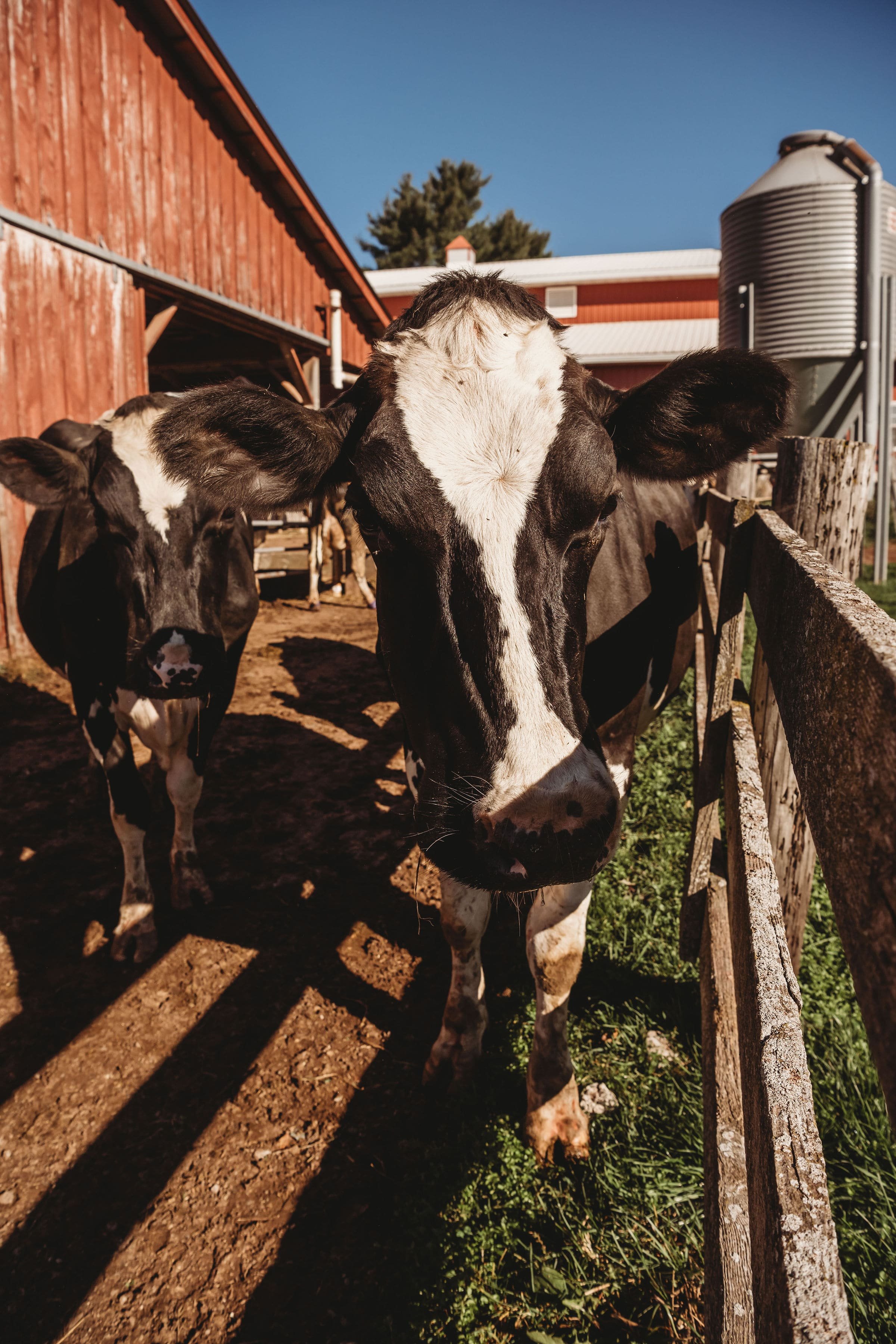 Calkins Creamery_Farm Cow.jpg