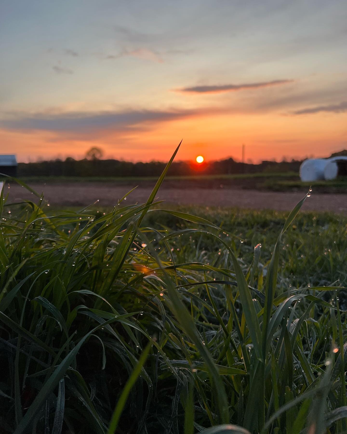 Chilly Calkins sunrise to start cheesemaking. 

#calkinscreamery #cheesemakers #aprilfrost